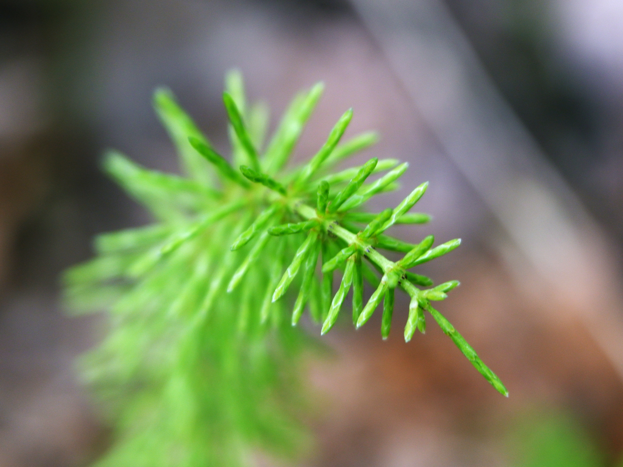 Test drive macro rings - My, The nature of Russia, Flowers, Macro photography, The photo, beauty of nature, Spring, Fujifilm, Lungwort, Cherry, Buttercup, Forget-me-nots, China, After the rain, Longpost, 