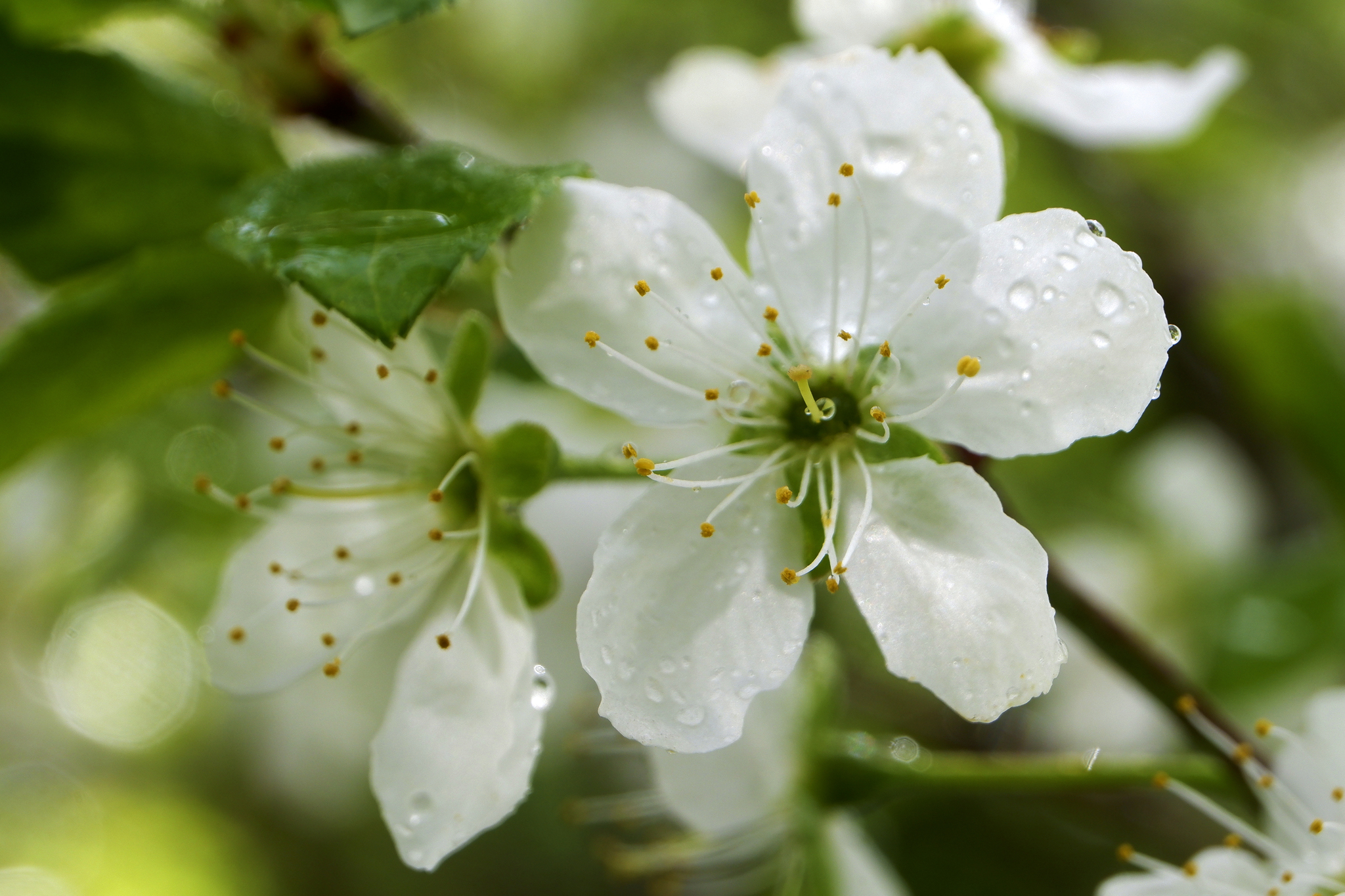 Test drive macro rings - My, The nature of Russia, Flowers, Macro photography, The photo, beauty of nature, Spring, Fujifilm, Lungwort, Cherry, Buttercup, Forget-me-nots, China, After the rain, Longpost, 