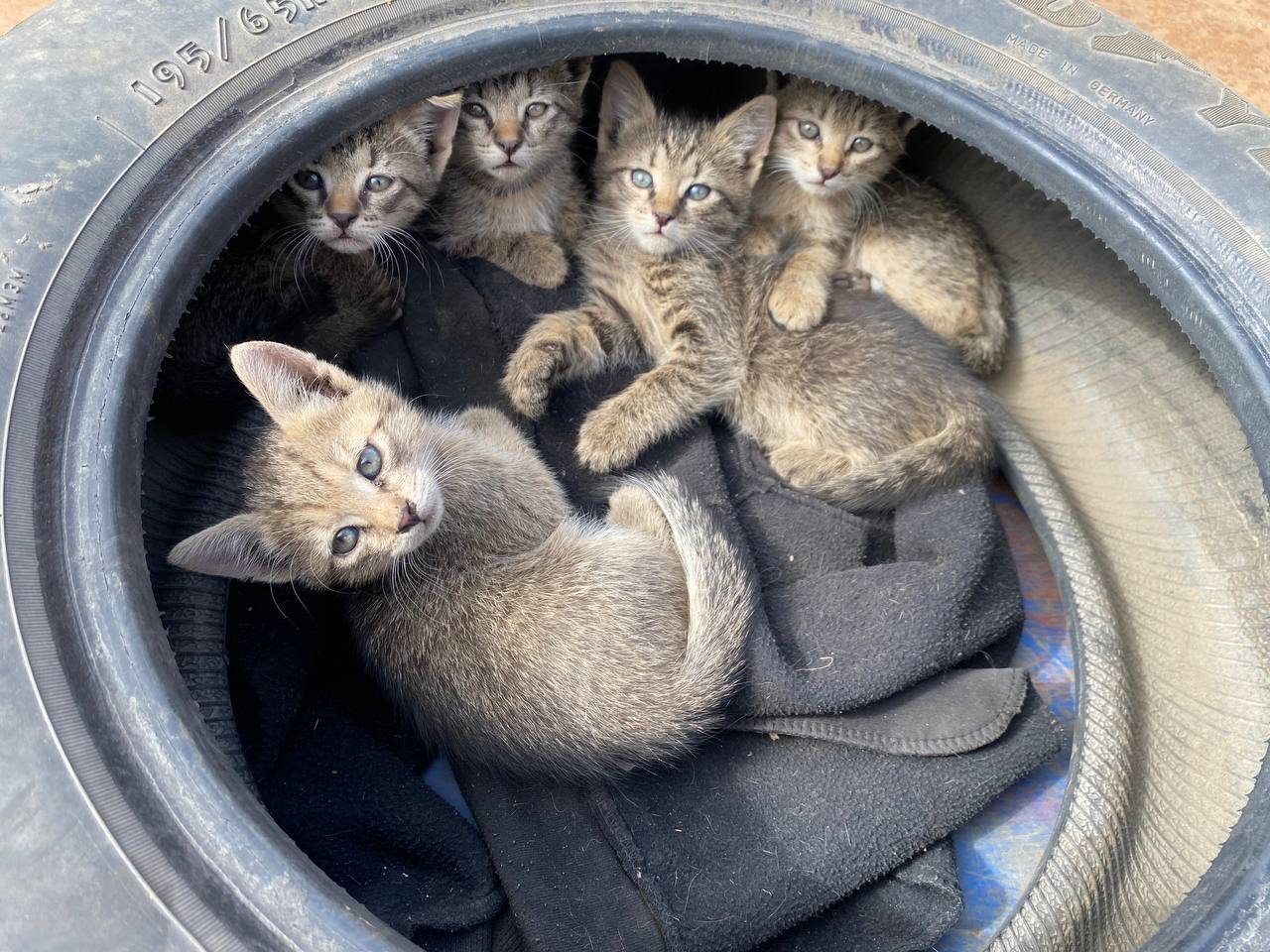 Kittens urgently need a home. - My, cat, In good hands, The strength of the Peekaboo, Saint Petersburg, Leningrad region, No rating, Video, Vertical video, Longpost, Kittens