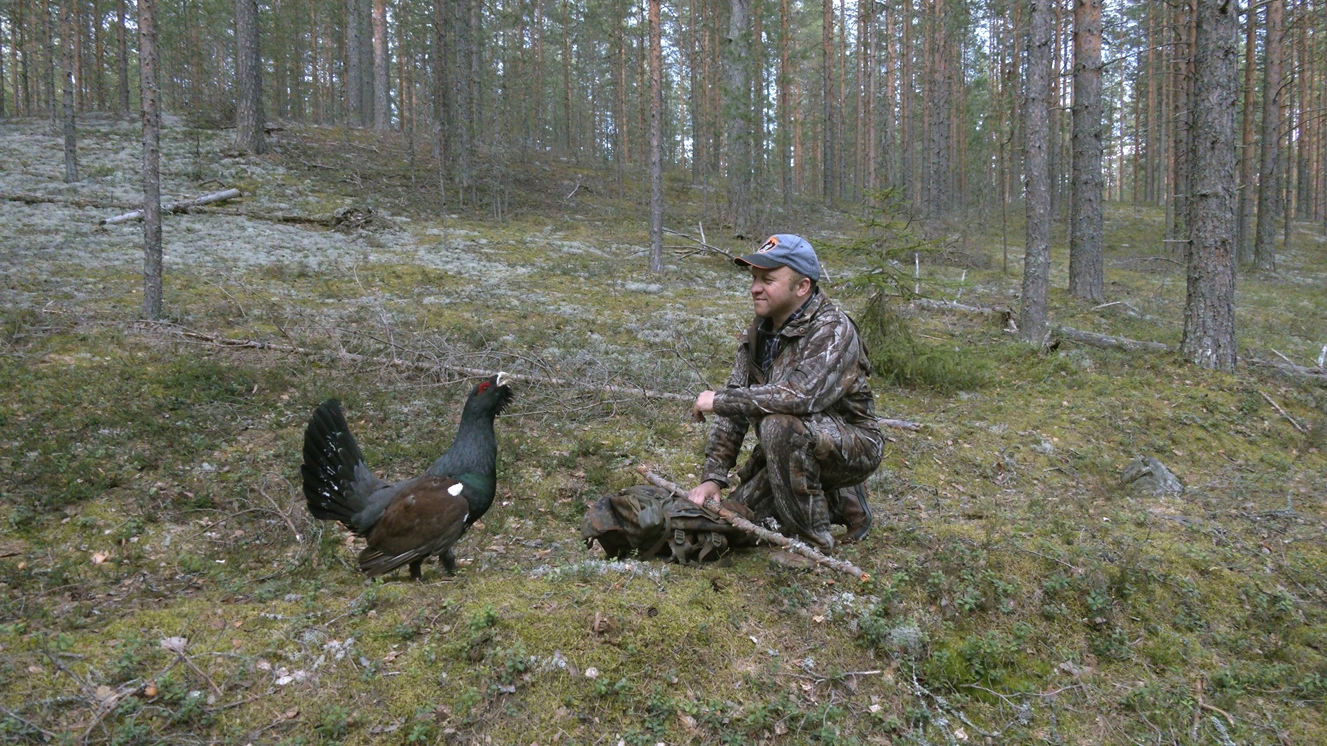 Capercaillie-DRACHUN appeared in the Leningrad region - My, Wood grouse, Bird watching, wildlife, beauty of nature, Leningrad region, Each creature has a pair, Pavel Glazkov, Longpost