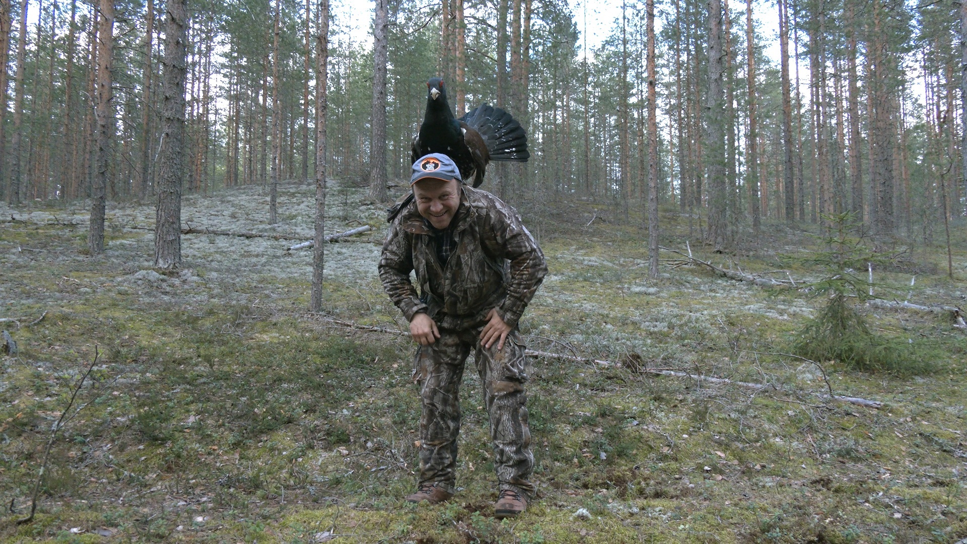 Capercaillie-DRACHUN appeared in the Leningrad region - My, Wood grouse, Bird watching, wildlife, beauty of nature, Leningrad region, Each creature has a pair, Pavel Glazkov, Longpost