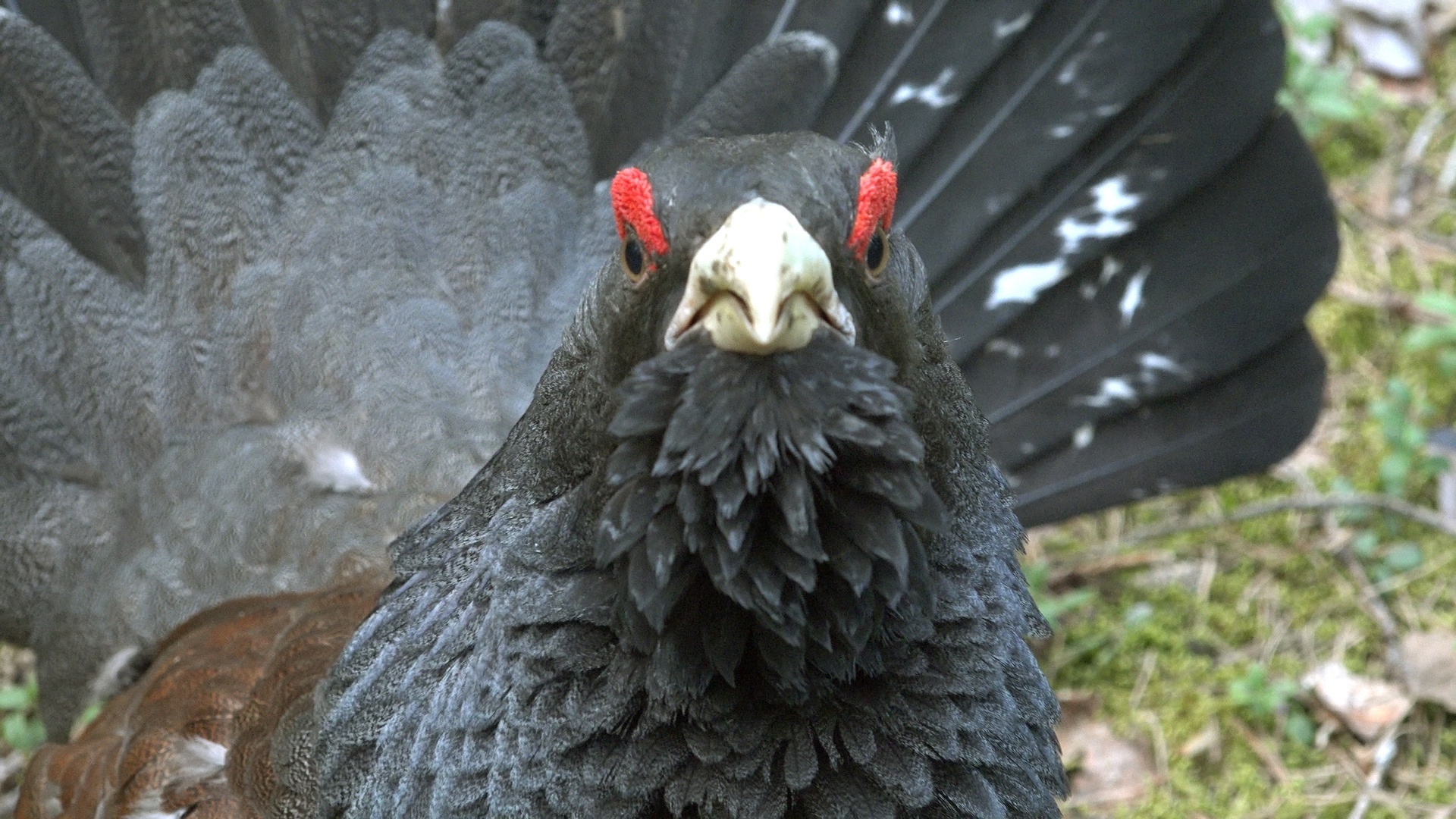 Capercaillie-DRACHUN appeared in the Leningrad region - My, Wood grouse, Bird watching, wildlife, beauty of nature, Leningrad region, Each creature has a pair, Pavel Glazkov, Longpost