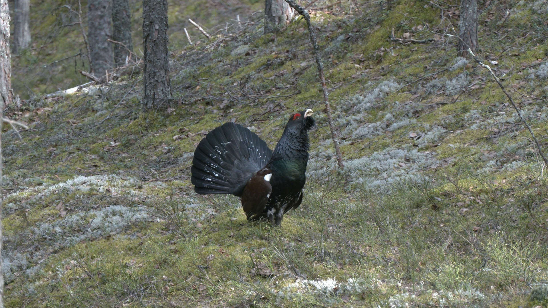 Capercaillie-DRACHUN appeared in the Leningrad region - My, Wood grouse, Bird watching, wildlife, beauty of nature, Leningrad region, Each creature has a pair, Pavel Glazkov, Longpost