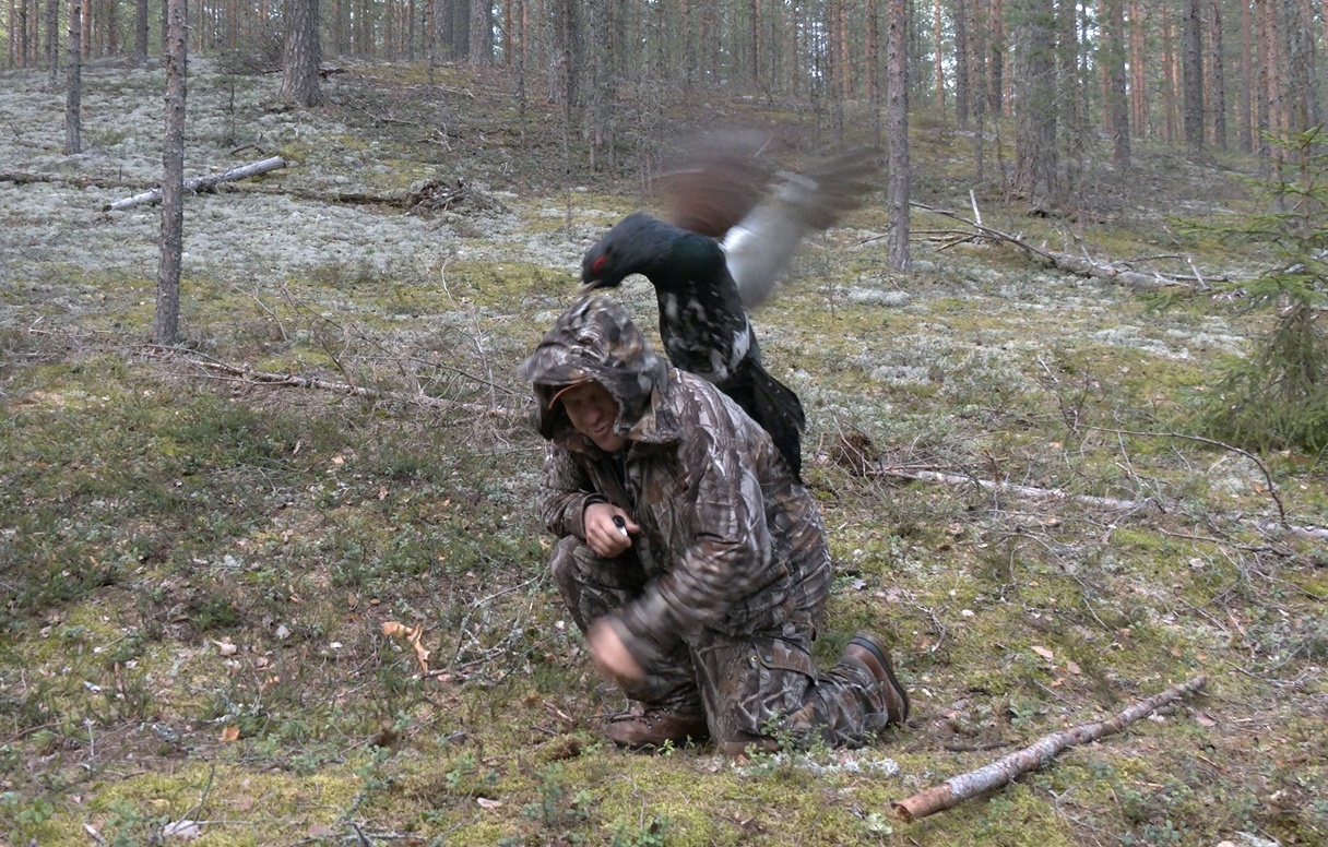 Capercaillie-DRACHUN appeared in the Leningrad region - My, Wood grouse, Bird watching, wildlife, beauty of nature, Leningrad region, Each creature has a pair, Pavel Glazkov, Longpost