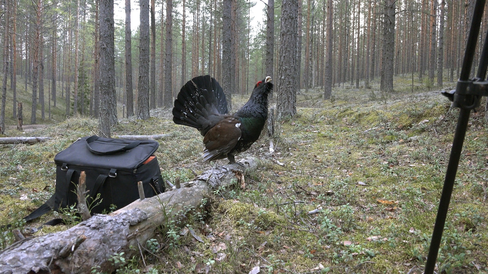 Capercaillie-DRACHUN appeared in the Leningrad region - My, Wood grouse, Bird watching, wildlife, beauty of nature, Leningrad region, Each creature has a pair, Pavel Glazkov, Longpost