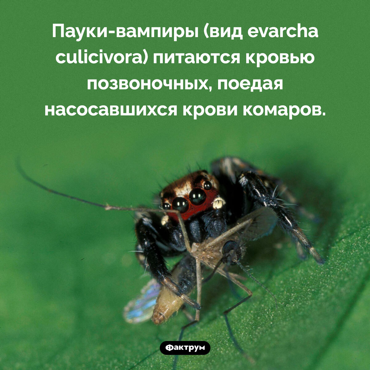 Подборка интересных фактов № 70 - Подборка, Факты, Познавательно, Картинка с текстом, Фактрум, Длиннопост