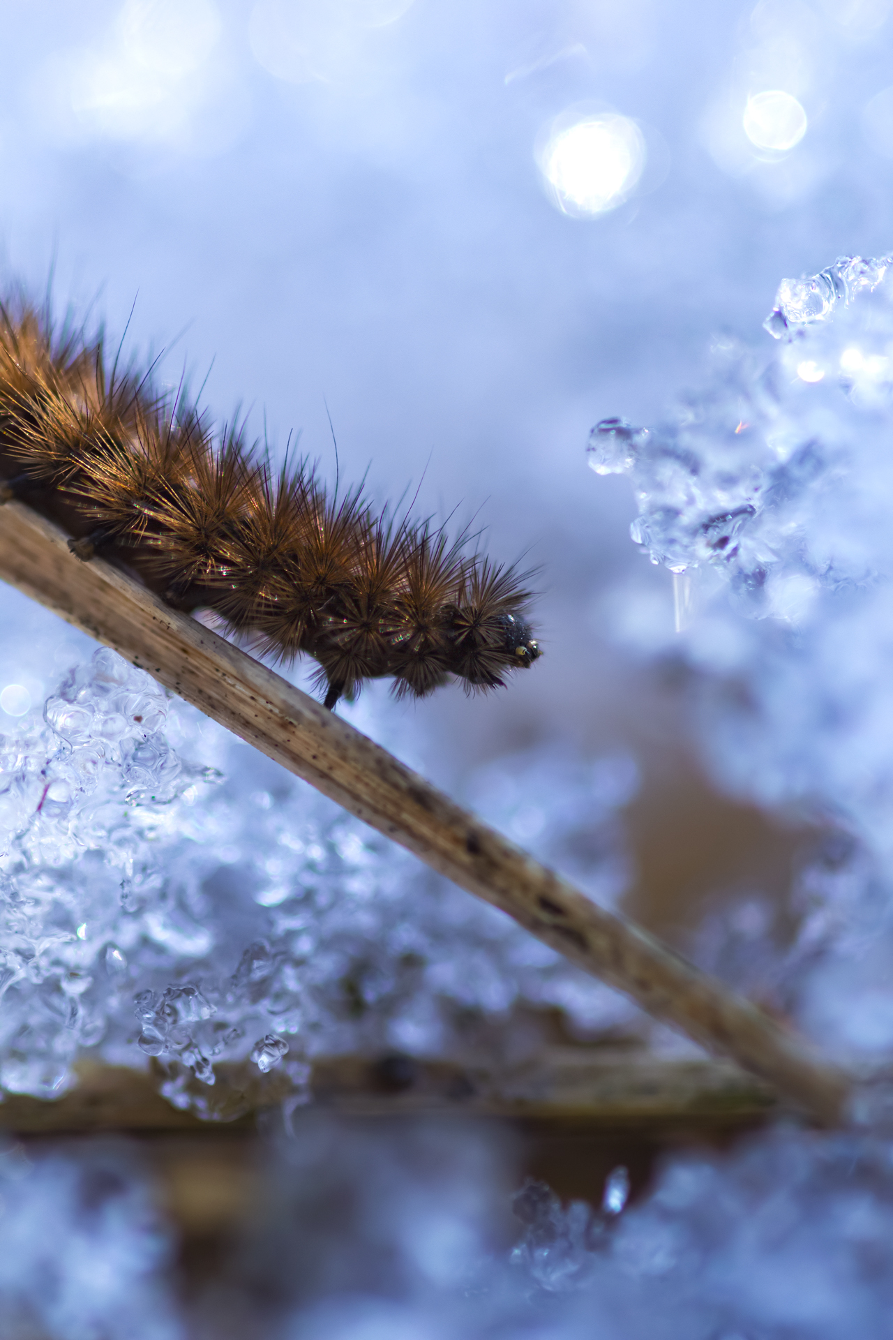 Unexpected meeting - My, The photo, Nature, Forest, Canon, Caterpillar