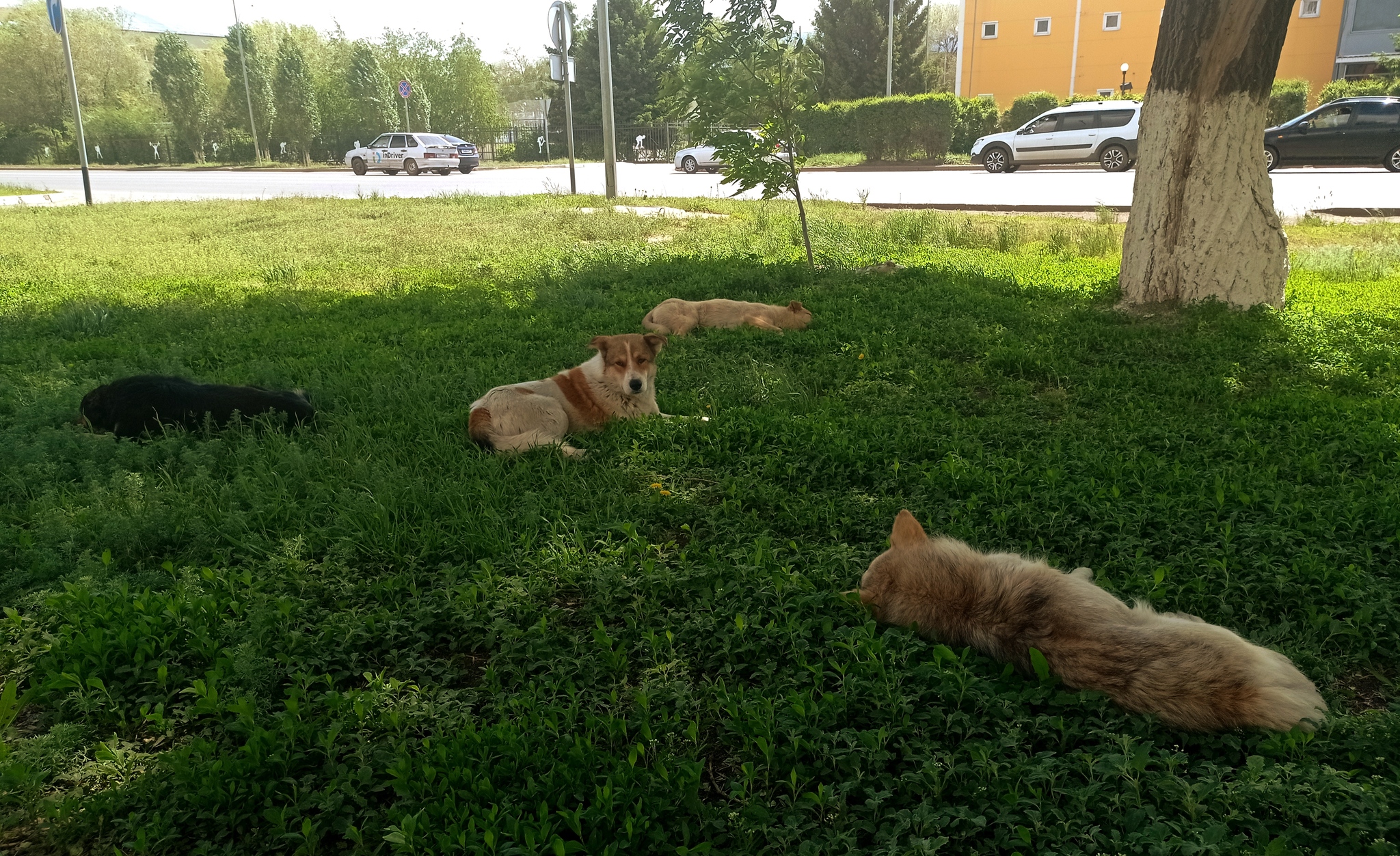 Basking on the grass - My, The photo, Dog, Grass, beauty, Sunbathing, Photo on sneaker