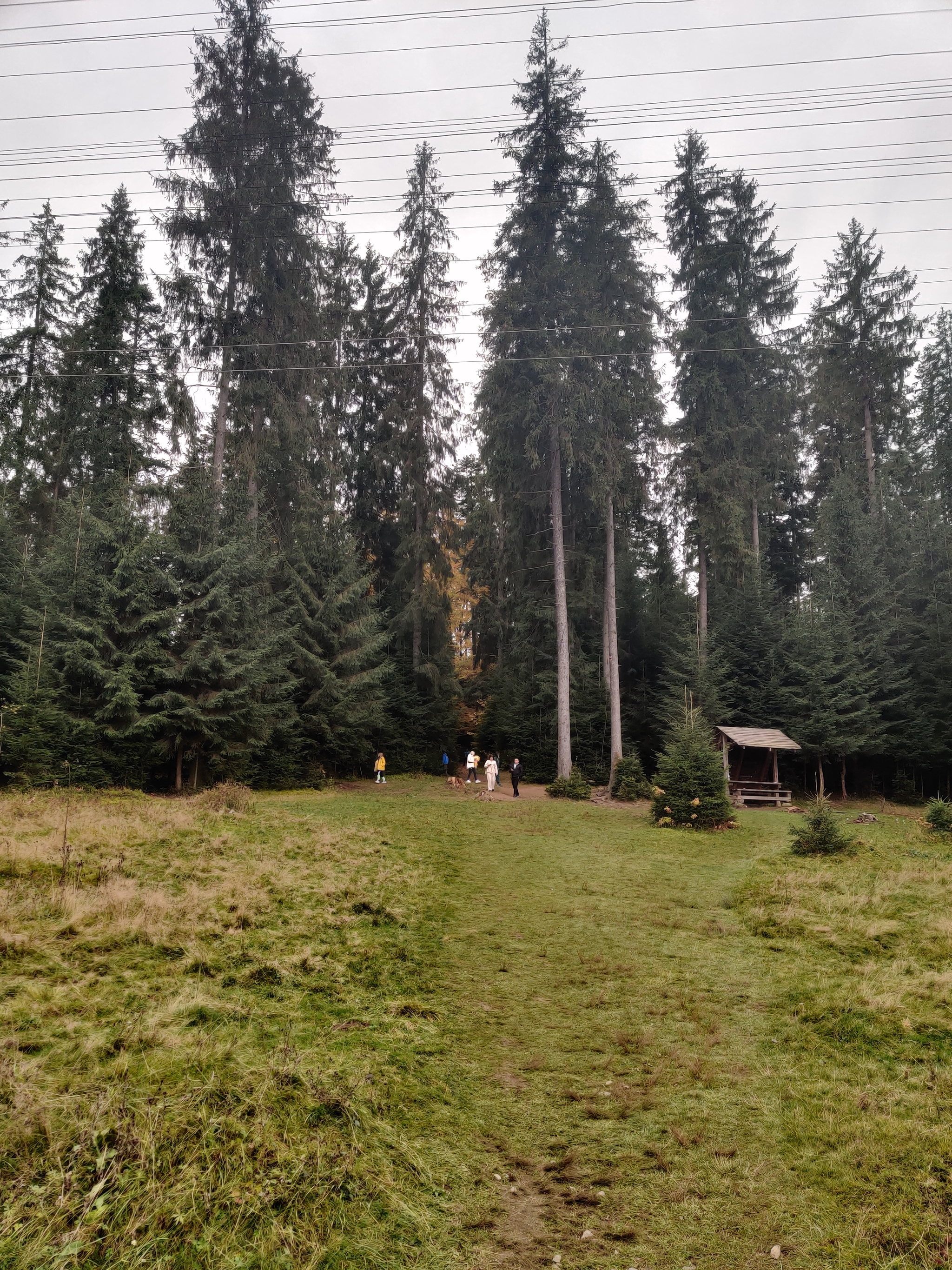 Something completely quiet group, so here are some pictures from the forests of the Carpathians!) - My, Forest, Travels, Carpathians, Longpost, beauty of nature, The photo