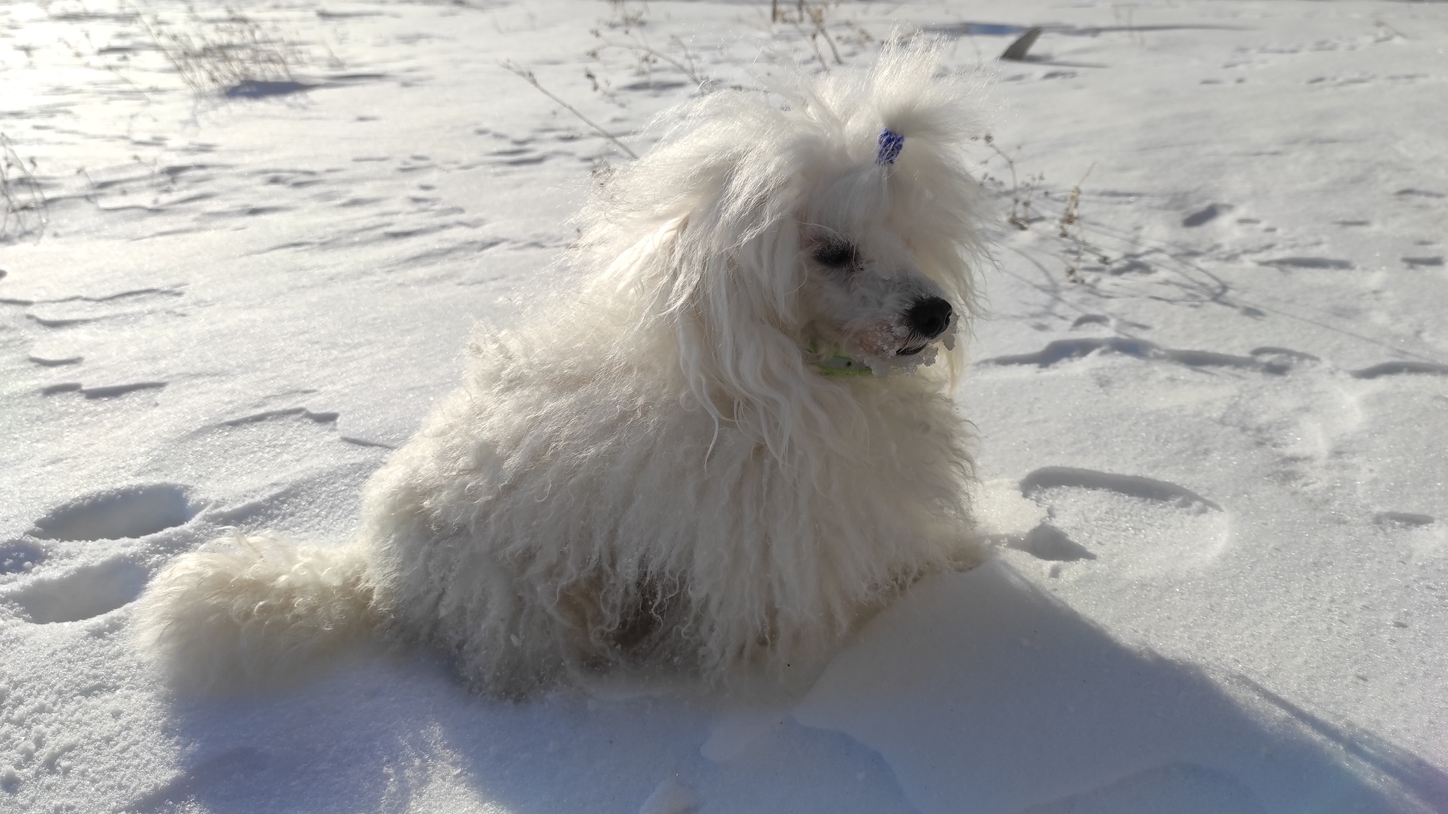 I want to go back to the frosty winter, dive into the snowdrifts with dogs and watch their forelocks become covered with frost, but that's not all - My, Winter, The photo, Mobile photography, Dog, Cold, Snow, Ural, Southern Urals, Longpost