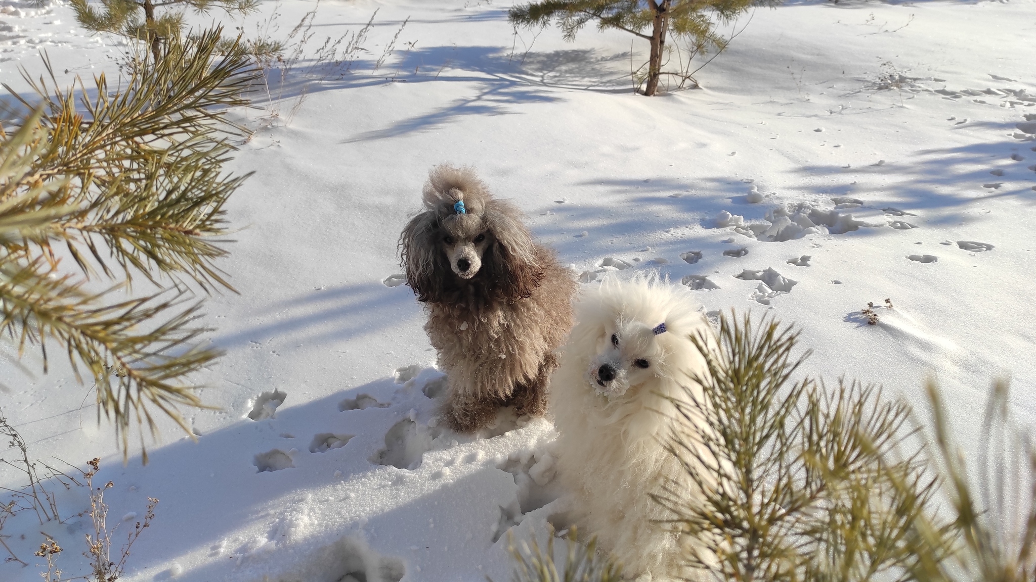 I want to go back to the frosty winter, dive into the snowdrifts with dogs and watch their forelocks become covered with frost, but that's not all - My, Winter, The photo, Mobile photography, Dog, Cold, Snow, Ural, Southern Urals, Longpost