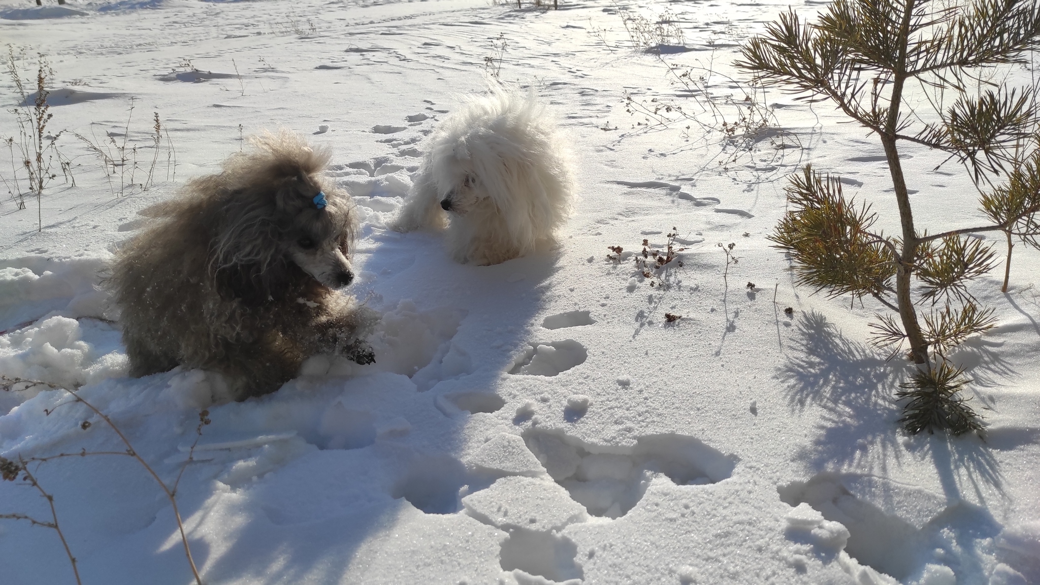 I want to go back to the frosty winter, dive into the snowdrifts with dogs and watch their forelocks become covered with frost, but that's not all - My, Winter, The photo, Mobile photography, Dog, Cold, Snow, Ural, Southern Urals, Longpost