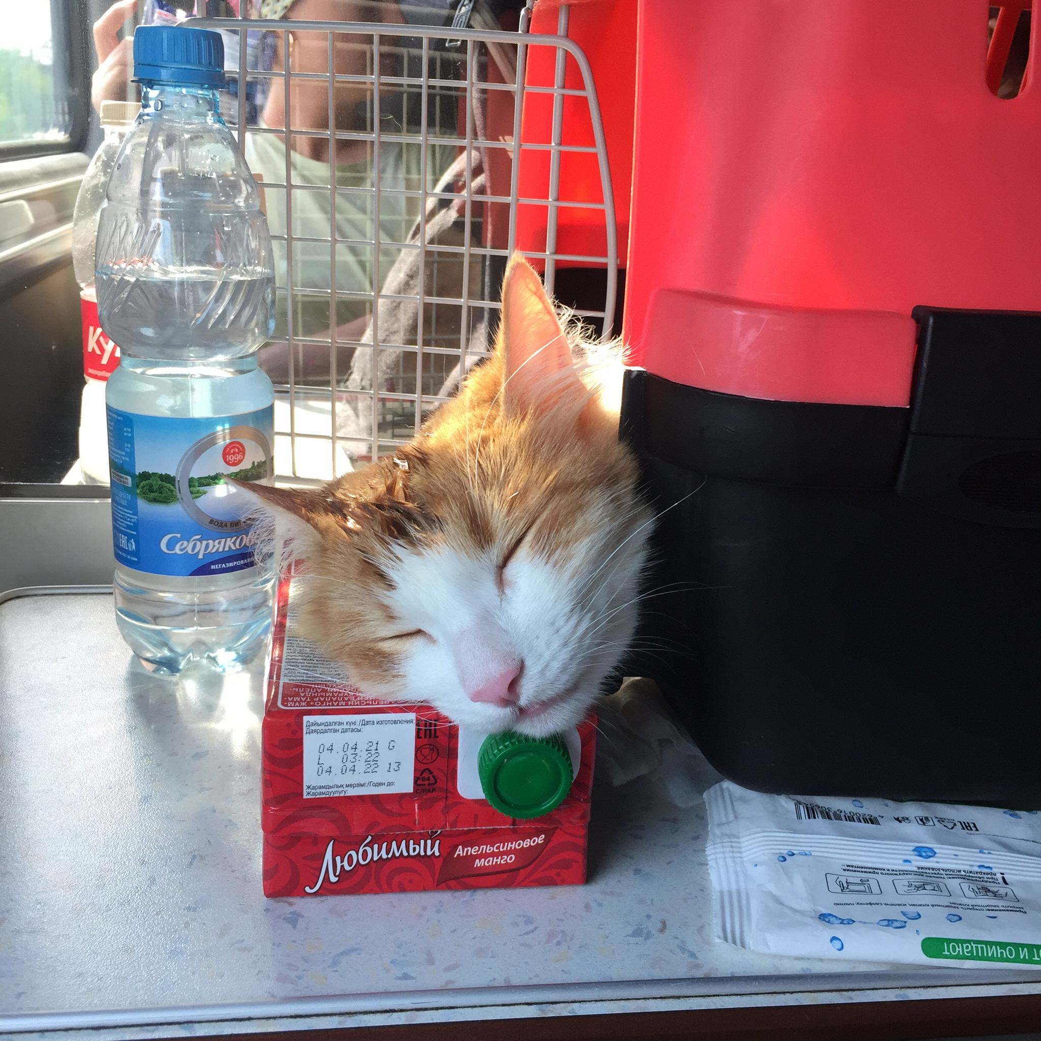 Traveling with a cat on a train - Drive, A train, cat, Relocation, Longpost