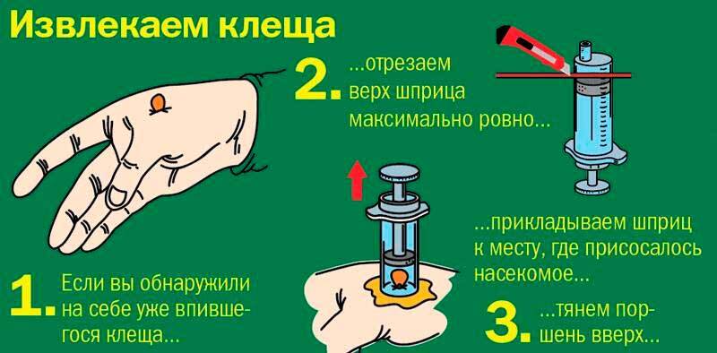 Что делать, если укусил клещ - Здоровье, Медицина, Клещ, Укус, Длиннопост