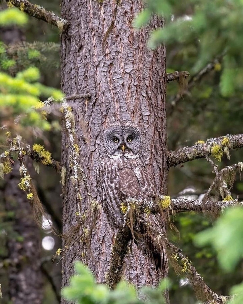 guess who - Owl, Disguise, Longpost