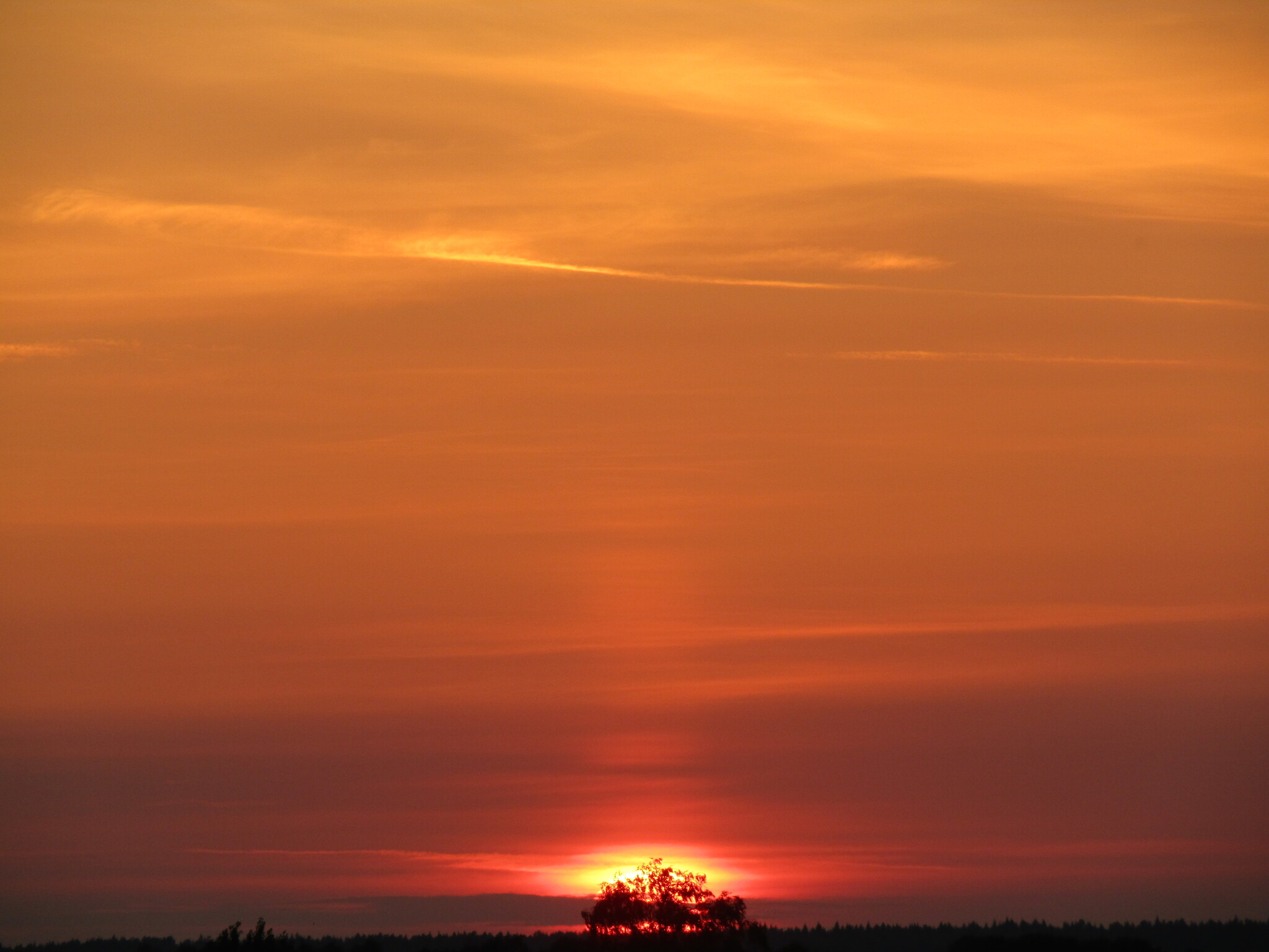 Sunset. - My, Sunset, Tree