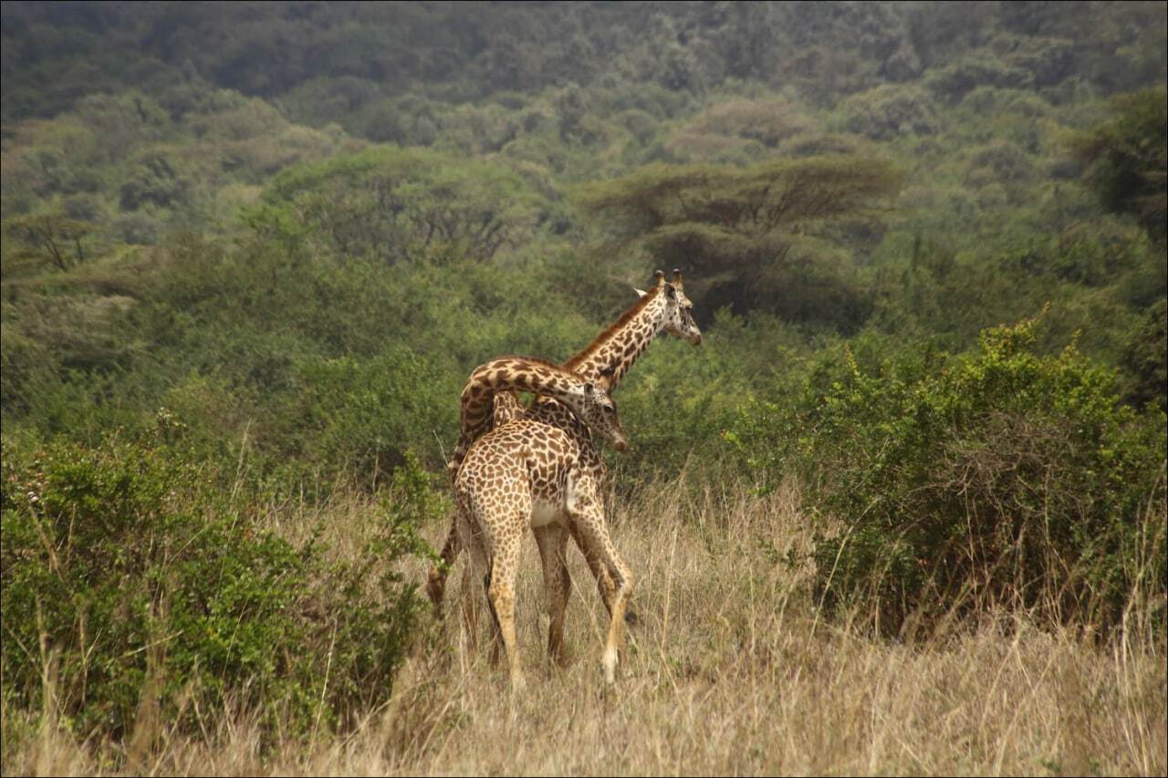 Reply to the post Weaving - My, Rare view, Giraffe, Artiodactyls, Wild animals, wildlife, National park, Serengeti, Africa, The photo, Video, Reply to post, Longpost