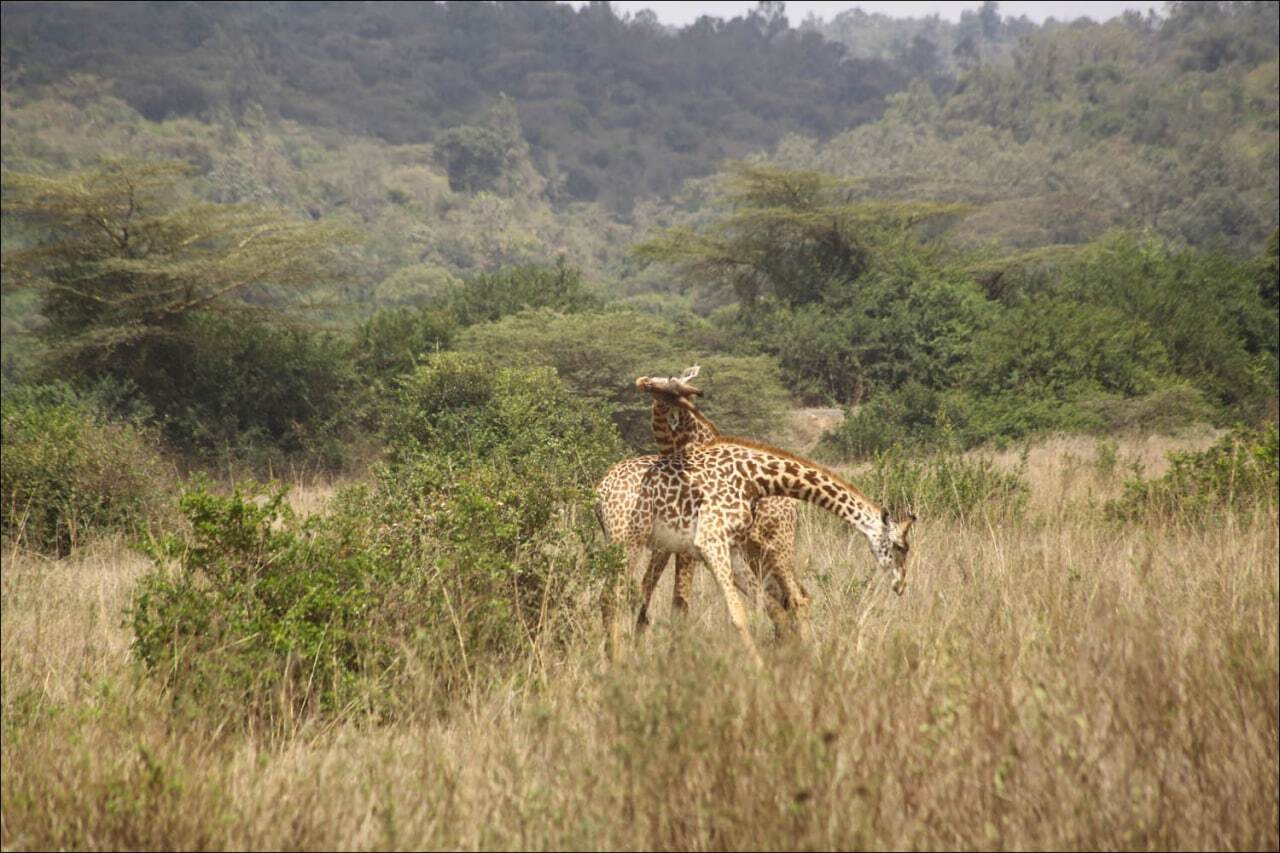 Reply to the post Weaving - My, Rare view, Giraffe, Artiodactyls, Wild animals, wildlife, National park, Serengeti, Africa, The photo, Video, Reply to post, Longpost