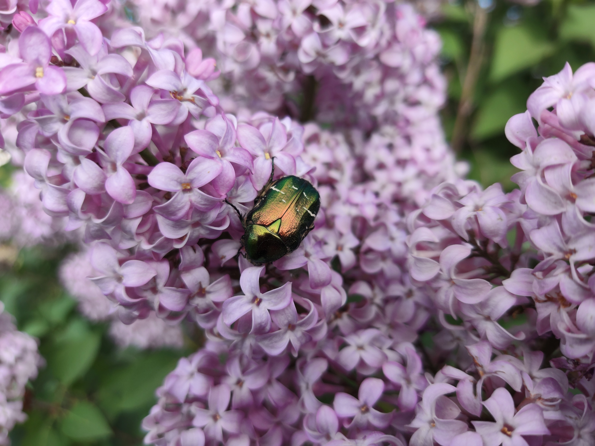 Bug - My, Жуки, The photo, Mat