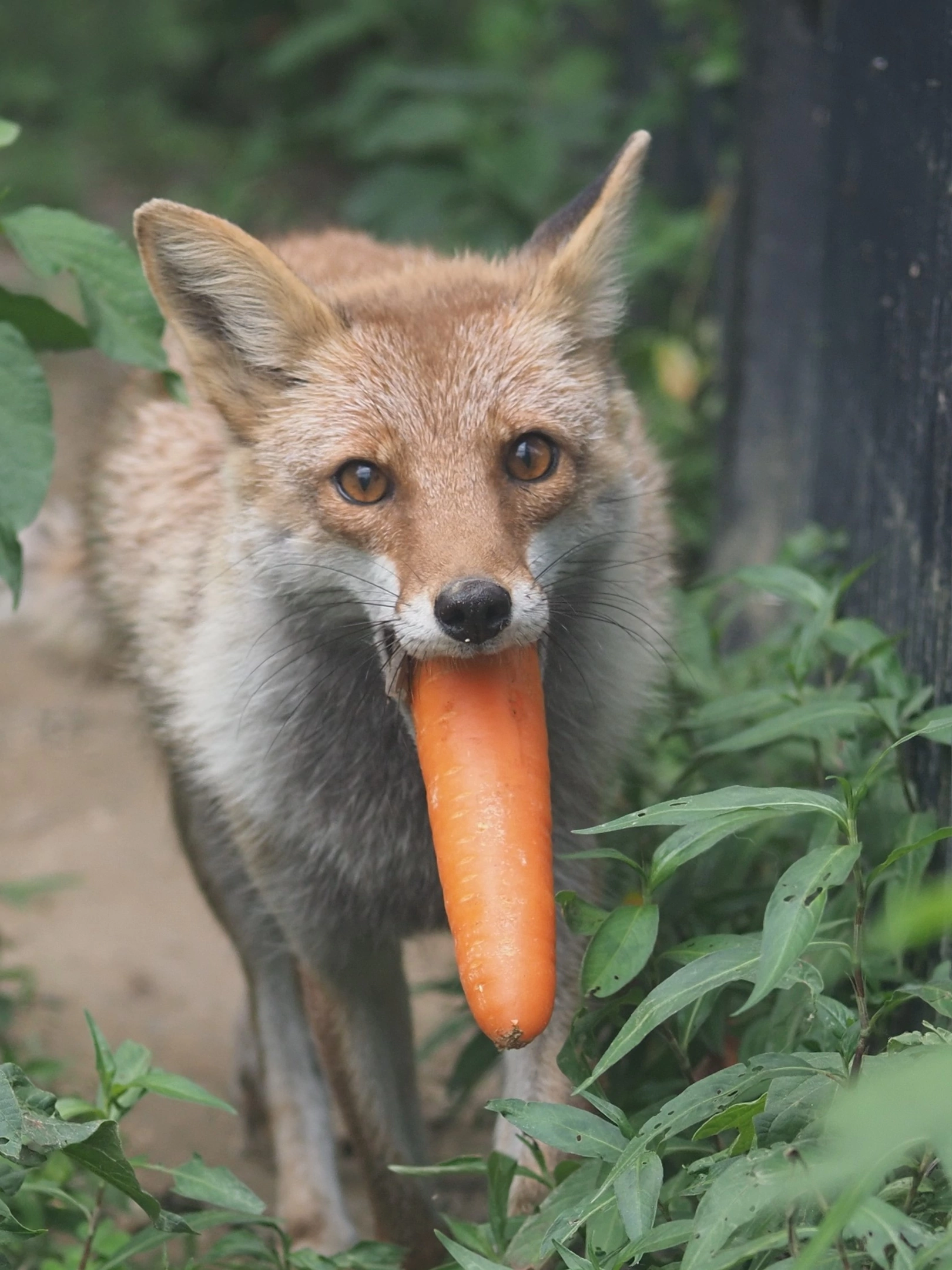 Big carrot ^.^ - The photo, Fox, Animals, Wild animals