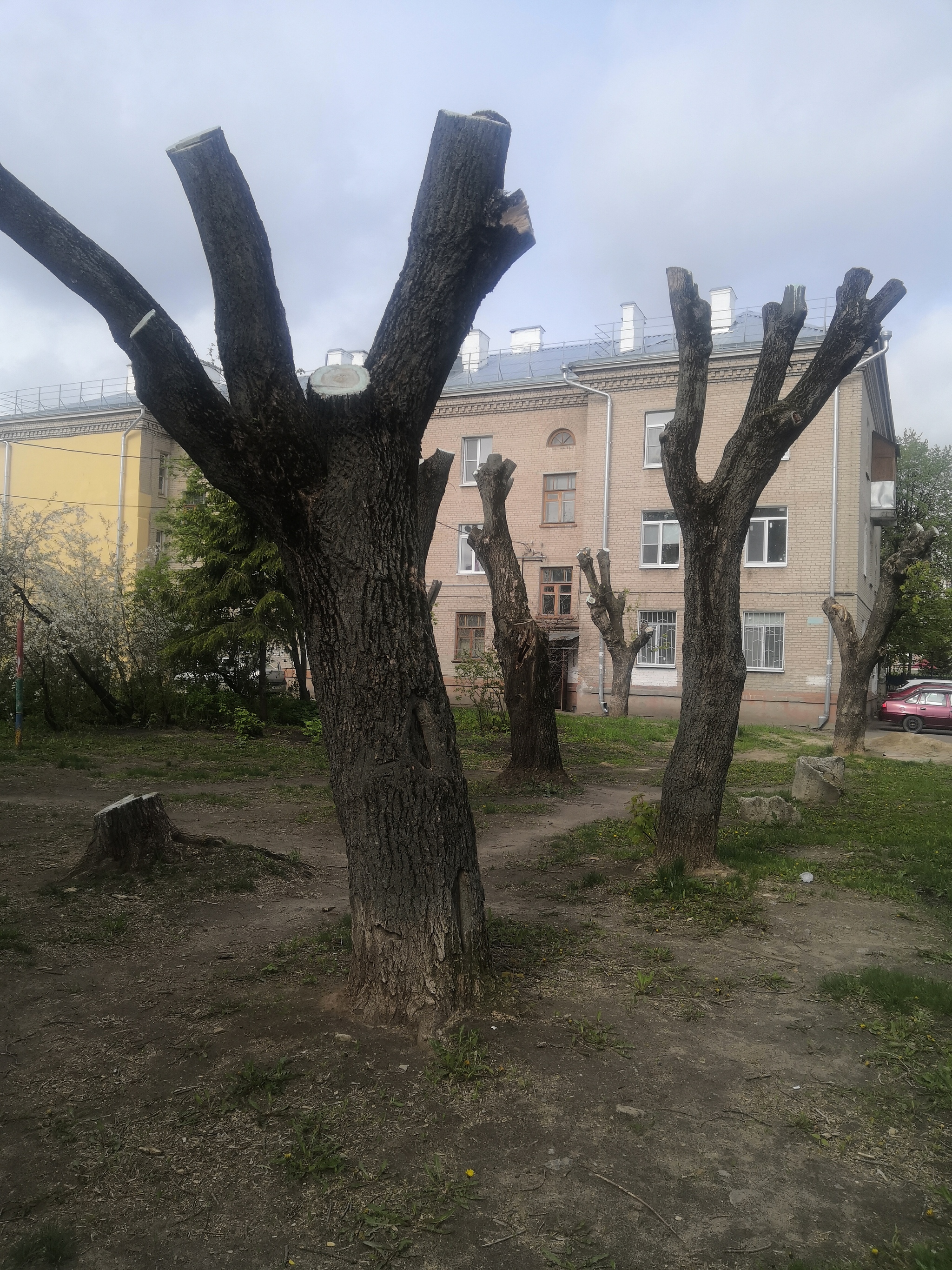 Обрезка деревьев в городе | Пикабу