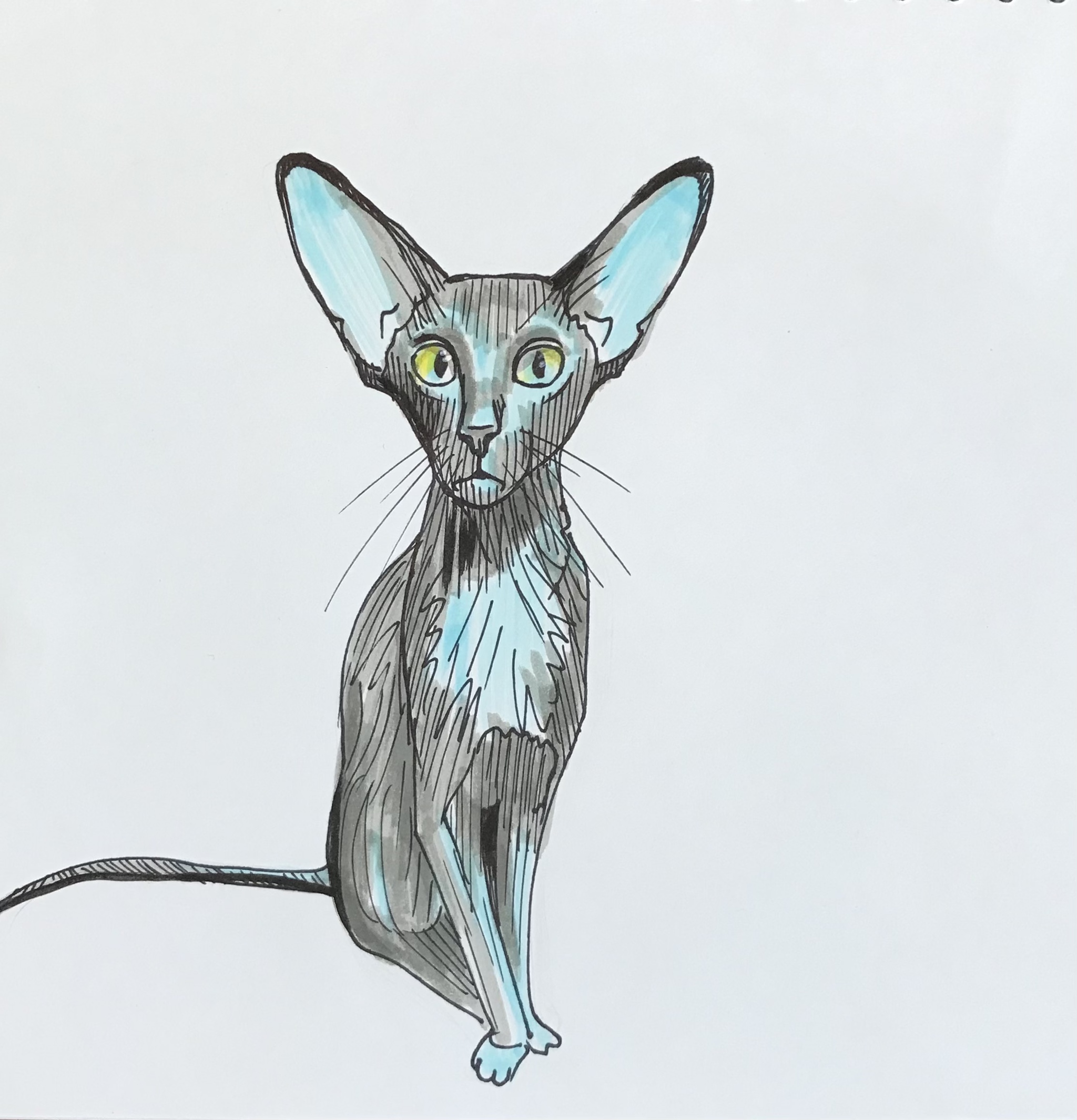 kitty - My, Luboff00, Graphics, Colour pencils, Pencil drawing, Liner, Oriental cats, Illustrations