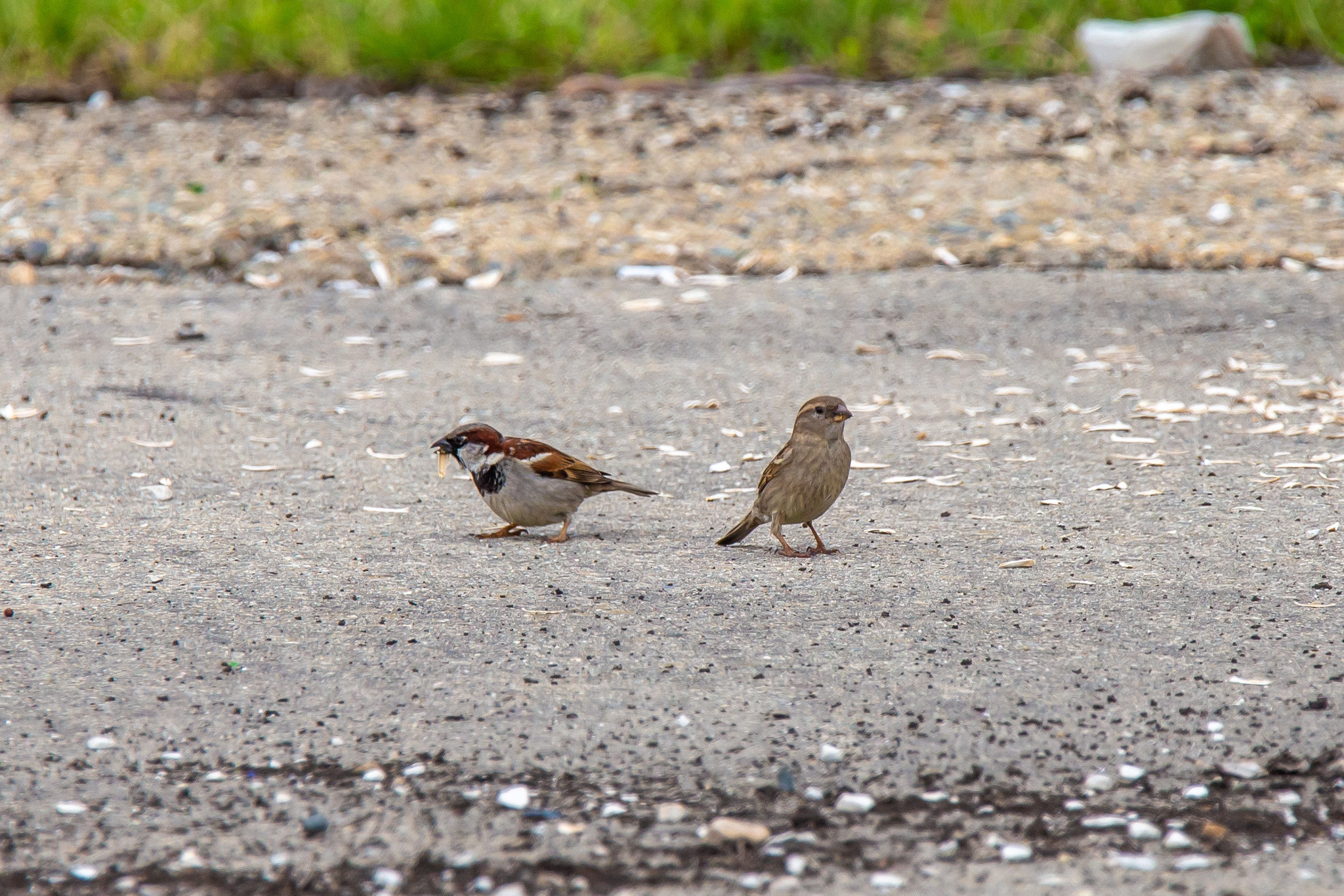 Walks around Sochi. - My, 2022, Adler, Sochi, Sirius, Birds, The park, Photo hunting, The nature of Russia, Kwakwa, Kamyshovka, Stilt walker, Redstart, gray flycatcher, Longpost