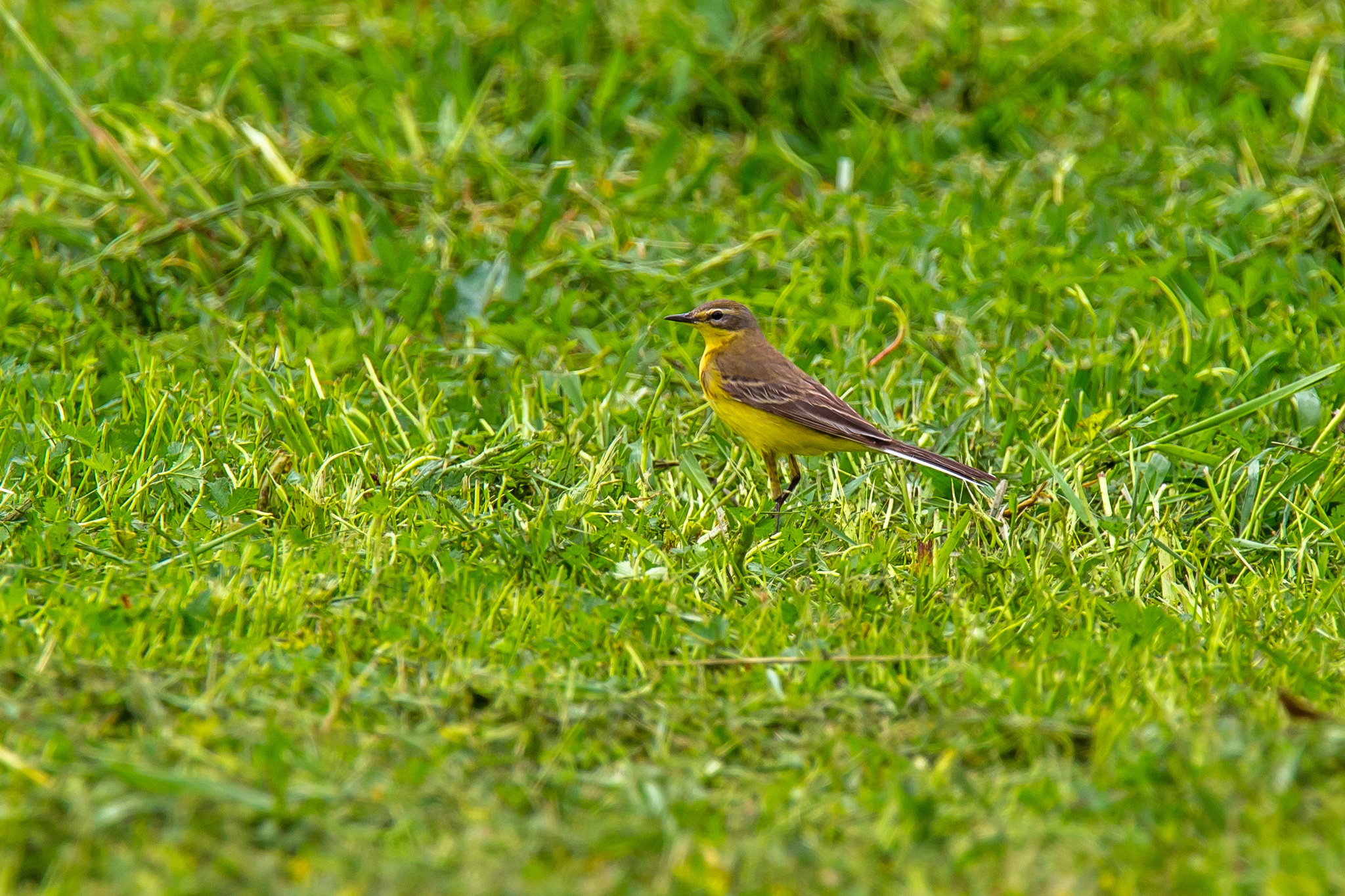 Walks around Sochi. - My, 2022, Adler, Sochi, Sirius, Birds, The park, Photo hunting, The nature of Russia, Kwakwa, Kamyshovka, Stilt walker, Redstart, gray flycatcher, Longpost