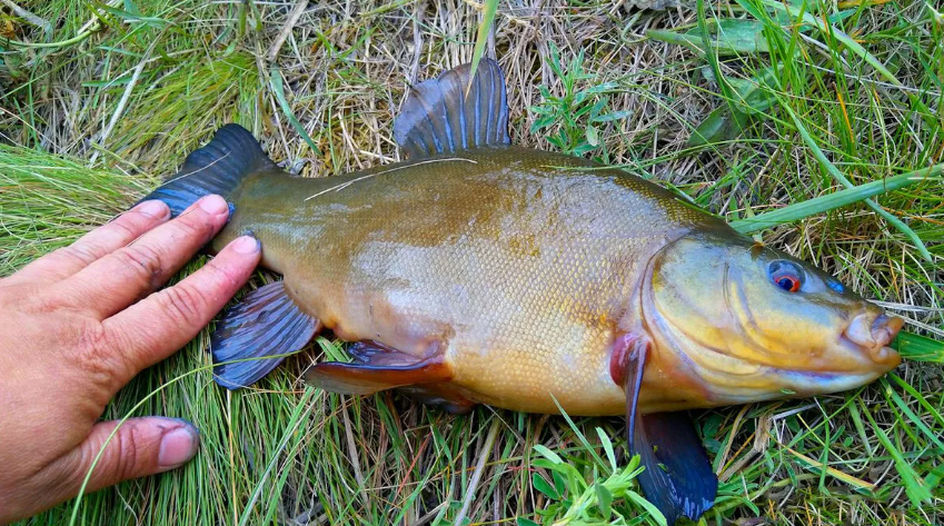 Bait for a cunning tench - My, A fish, Fishing