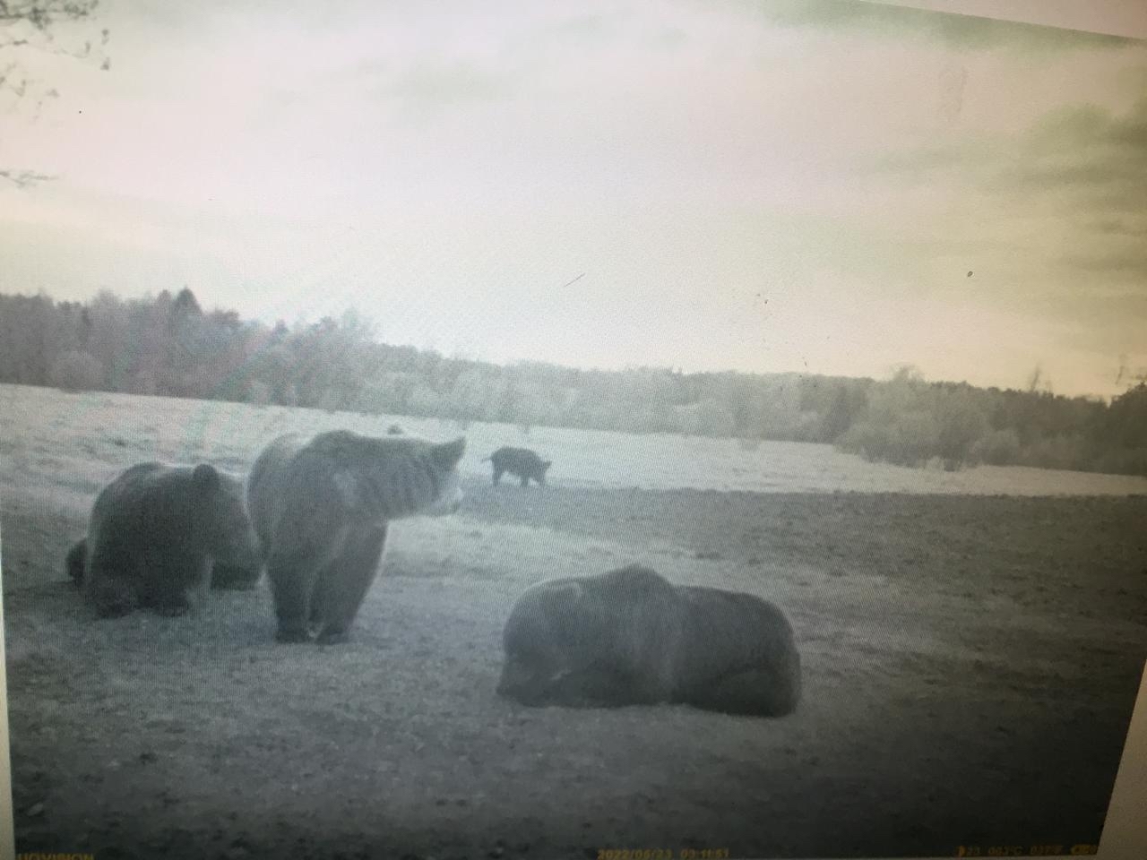 Вписка в лесу - Моё, Карелия, Фотография, Дикие животные, Медведи, Кабан, Мат, Длиннопост