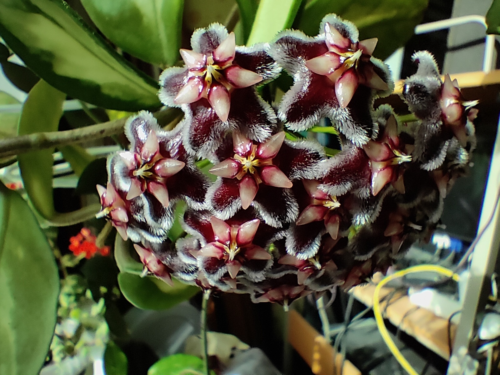 My pet dragon (Hoya Pubicalyx black dragon) - My, The photo, Hoya, Houseplants, Longpost