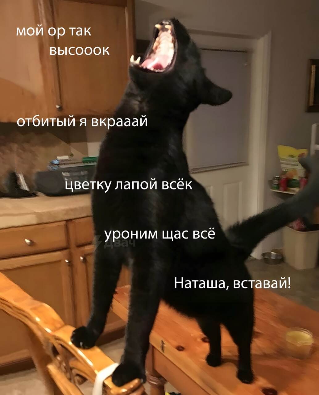 Котолодин | Пикабу