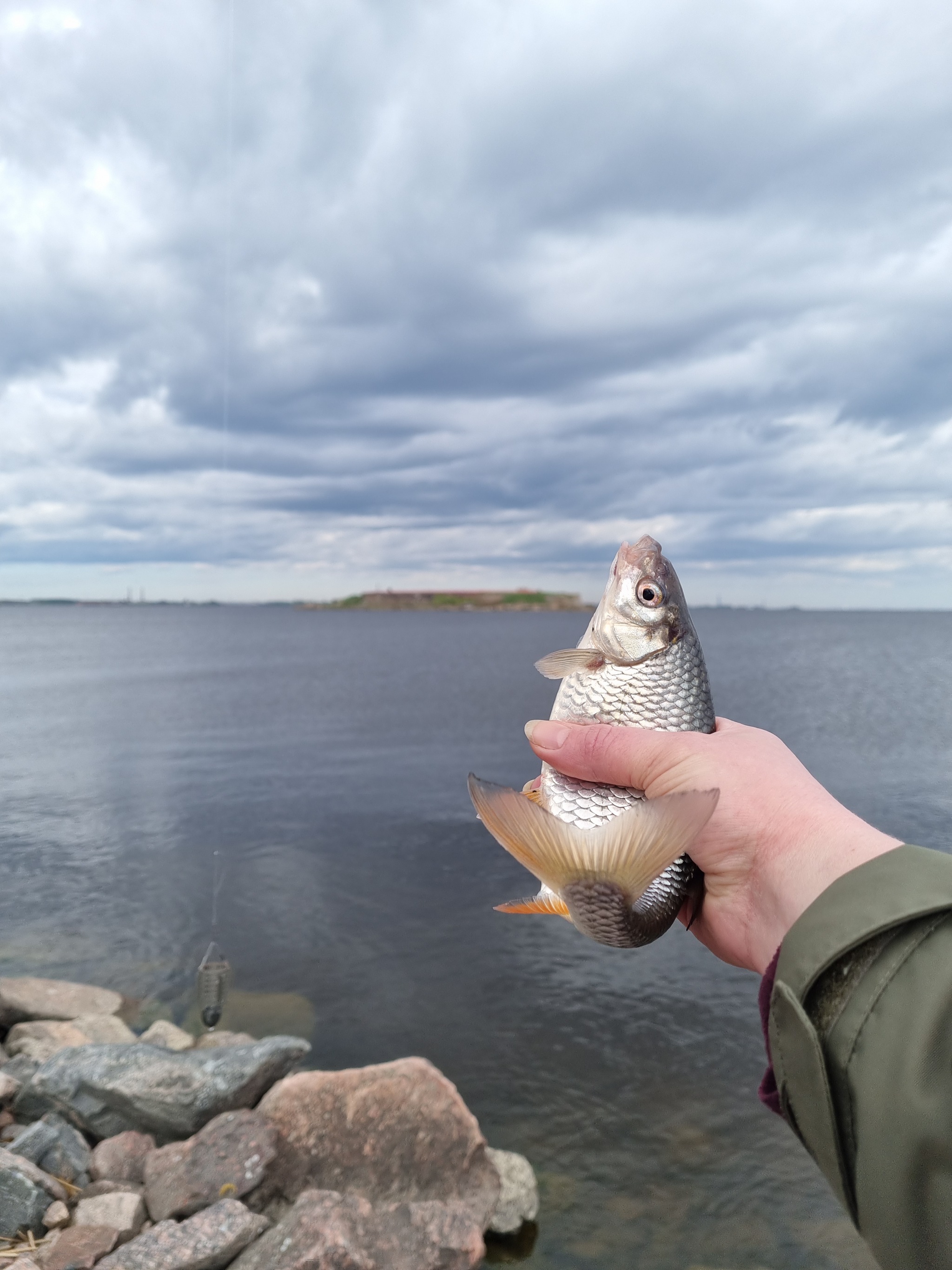 Hooray! Day off! - My, Relaxation, Weekend, Roach, Fishing, Catch, The bay, Happiness, A fish, Nature, Feeder, Photo on sneaker, Longpost