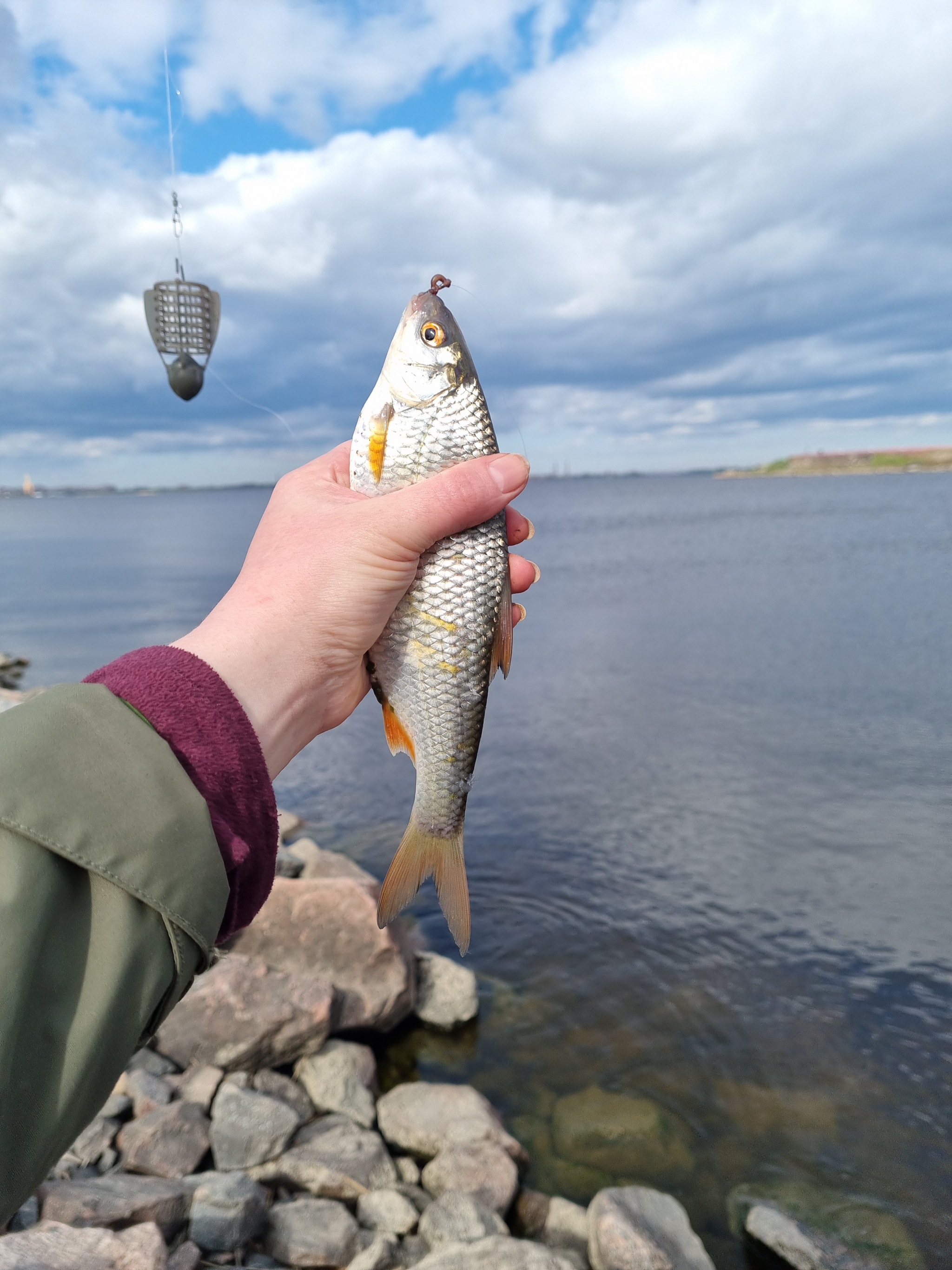 Hooray! Day off! - My, Relaxation, Weekend, Roach, Fishing, Catch, The bay, Happiness, A fish, Nature, Feeder, Photo on sneaker, Longpost