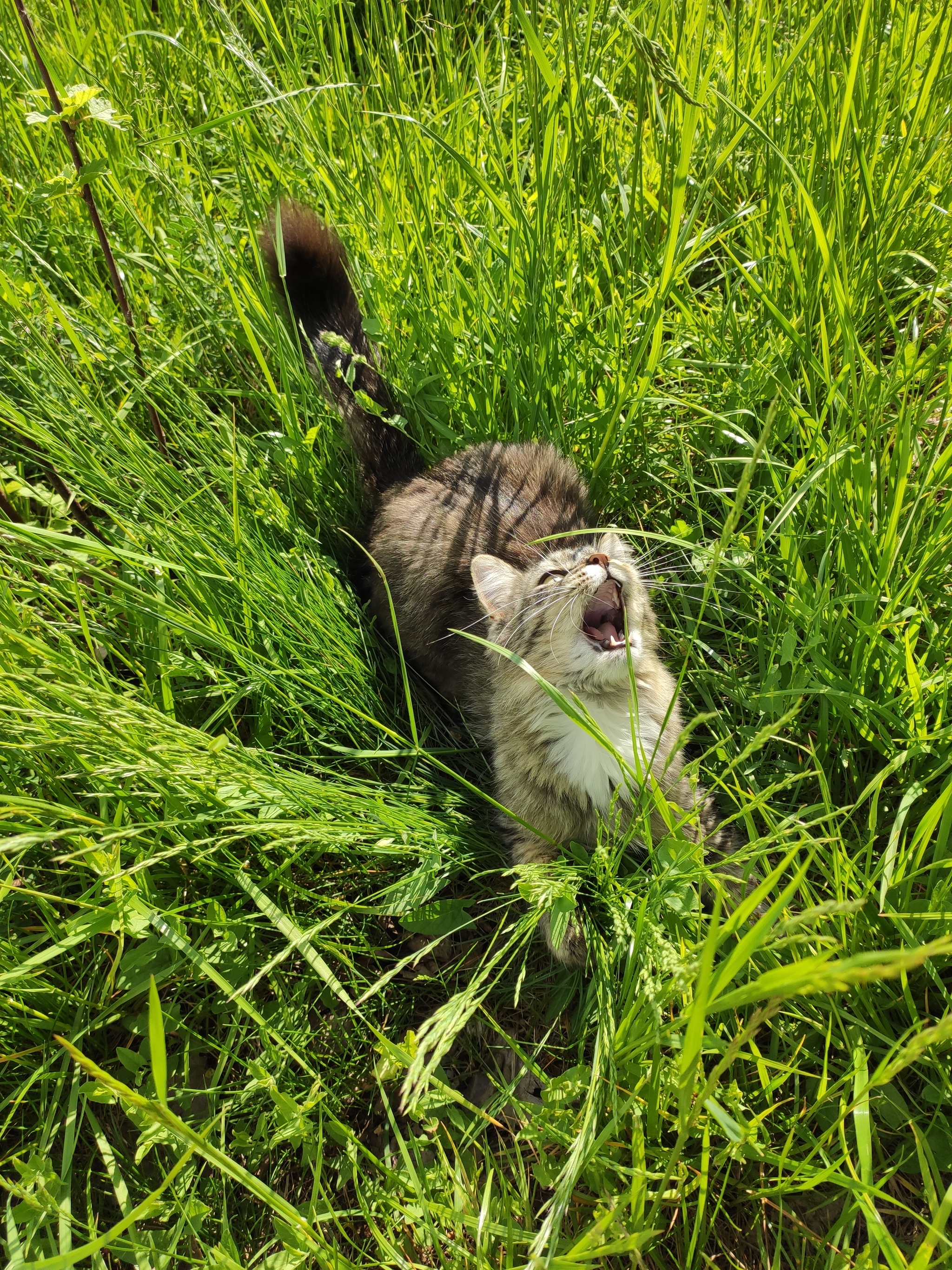 almost summer - My, cat, Grass, Longpost