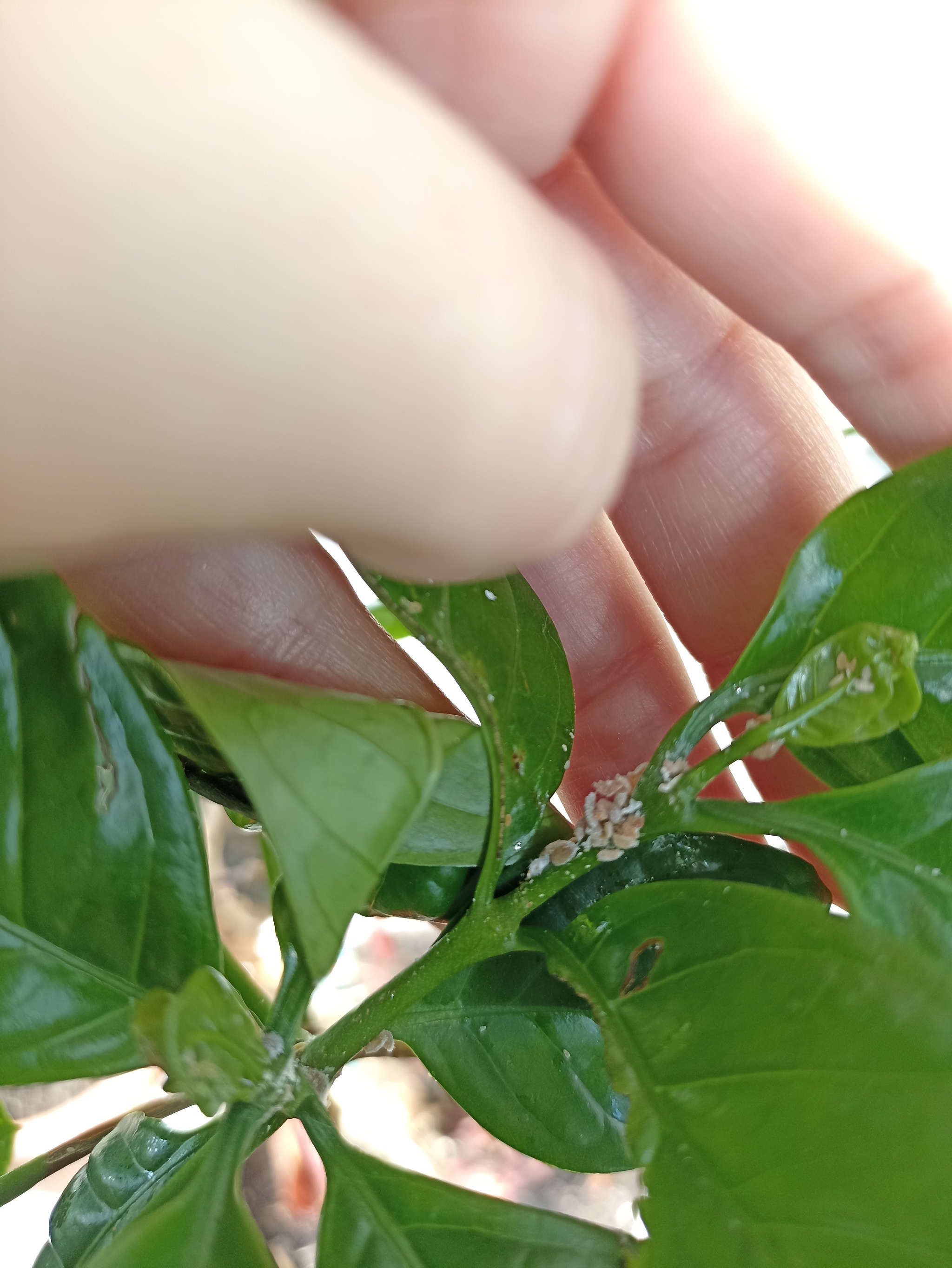 Please help. - Houseplants, Insects, Pests, Longpost