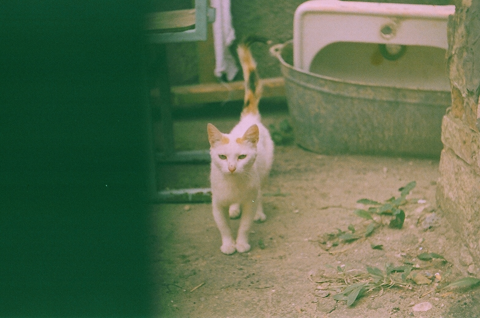 Film overdue since 2009 - My, Film, The photo, Delay, cat, Autumn, Zenith, Longpost