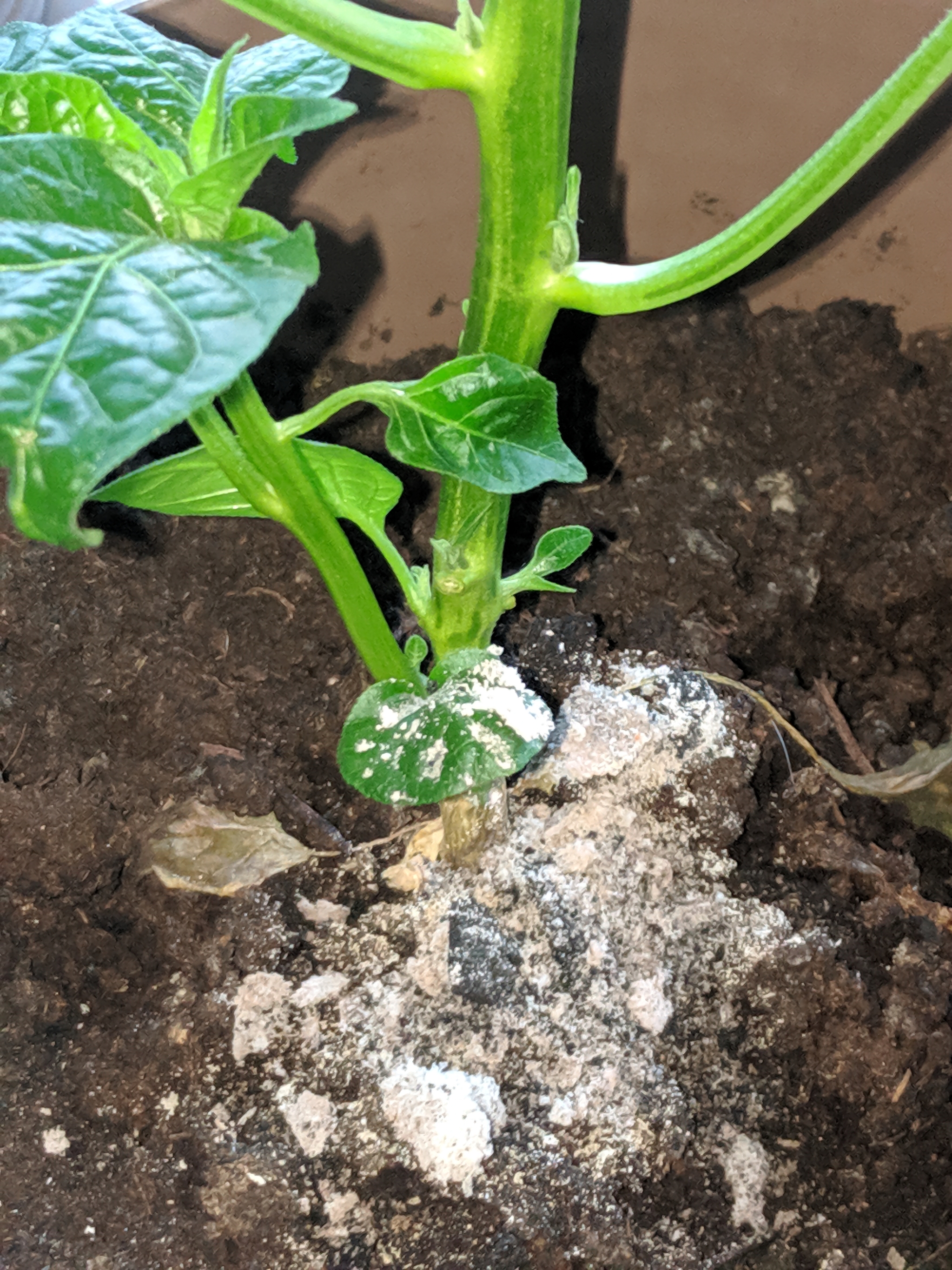 Help identify plant disease[Fixed] - My, Hot peppers, Houseplants, Longpost, Need advice