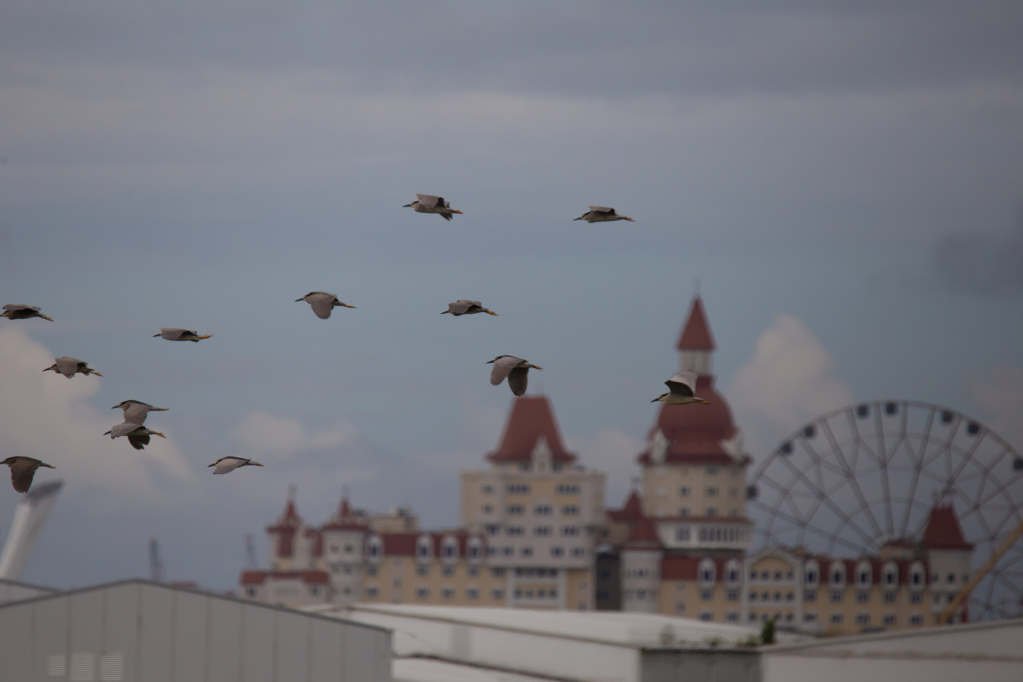 Walks in Sochi. - My, Ornithology, Birds, Photo hunting, The park, Sochi, Adler, Sirius, Heron, Wagtail, Chisel, Zhulan Sorokoput, Oatmeal, Kwakwa, Longpost