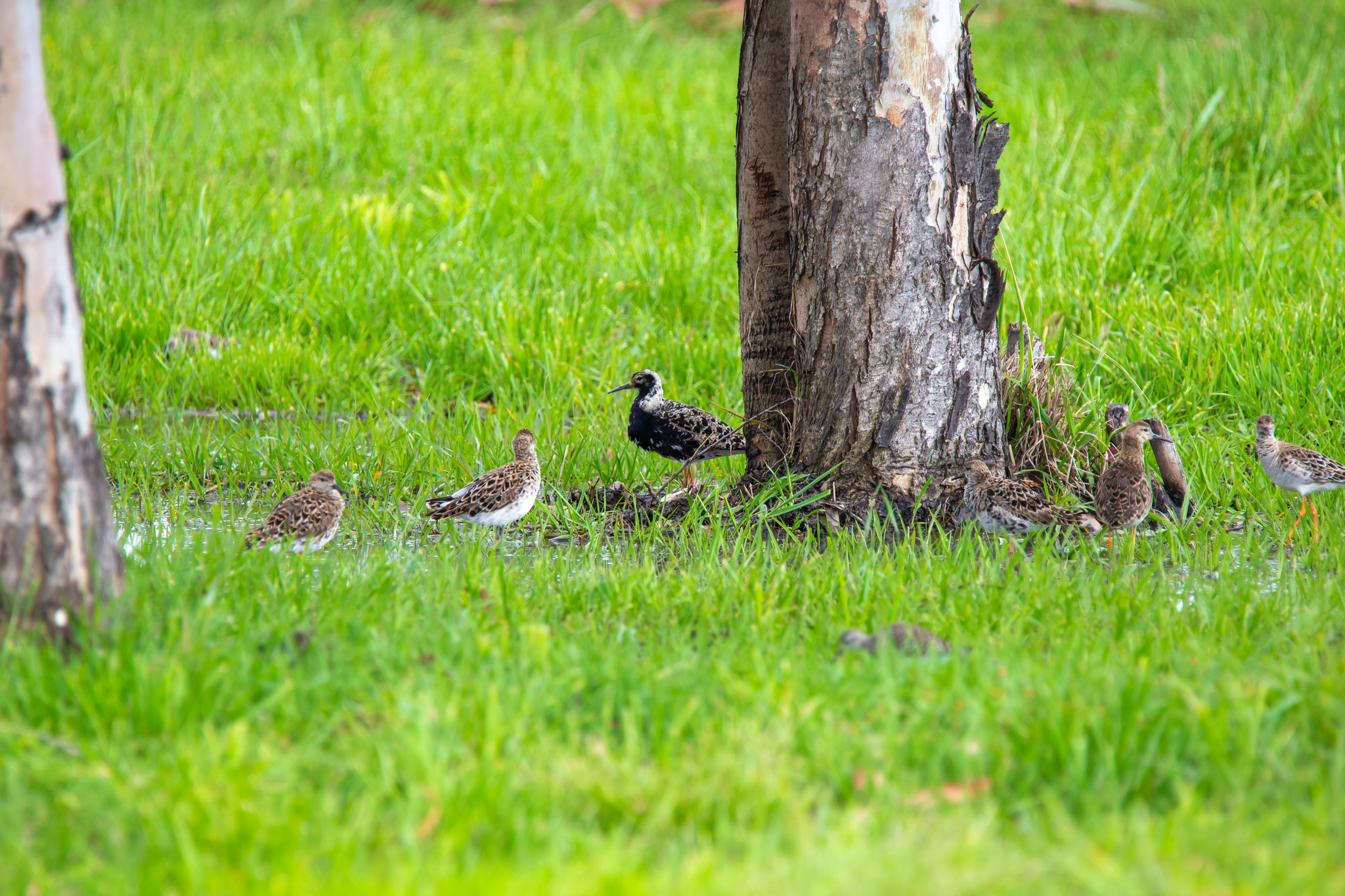 Walks in Sochi. - My, Ornithology, Birds, Photo hunting, The park, Sochi, Adler, Sirius, Heron, Wagtail, Chisel, Zhulan Sorokoput, Oatmeal, Kwakwa, Longpost