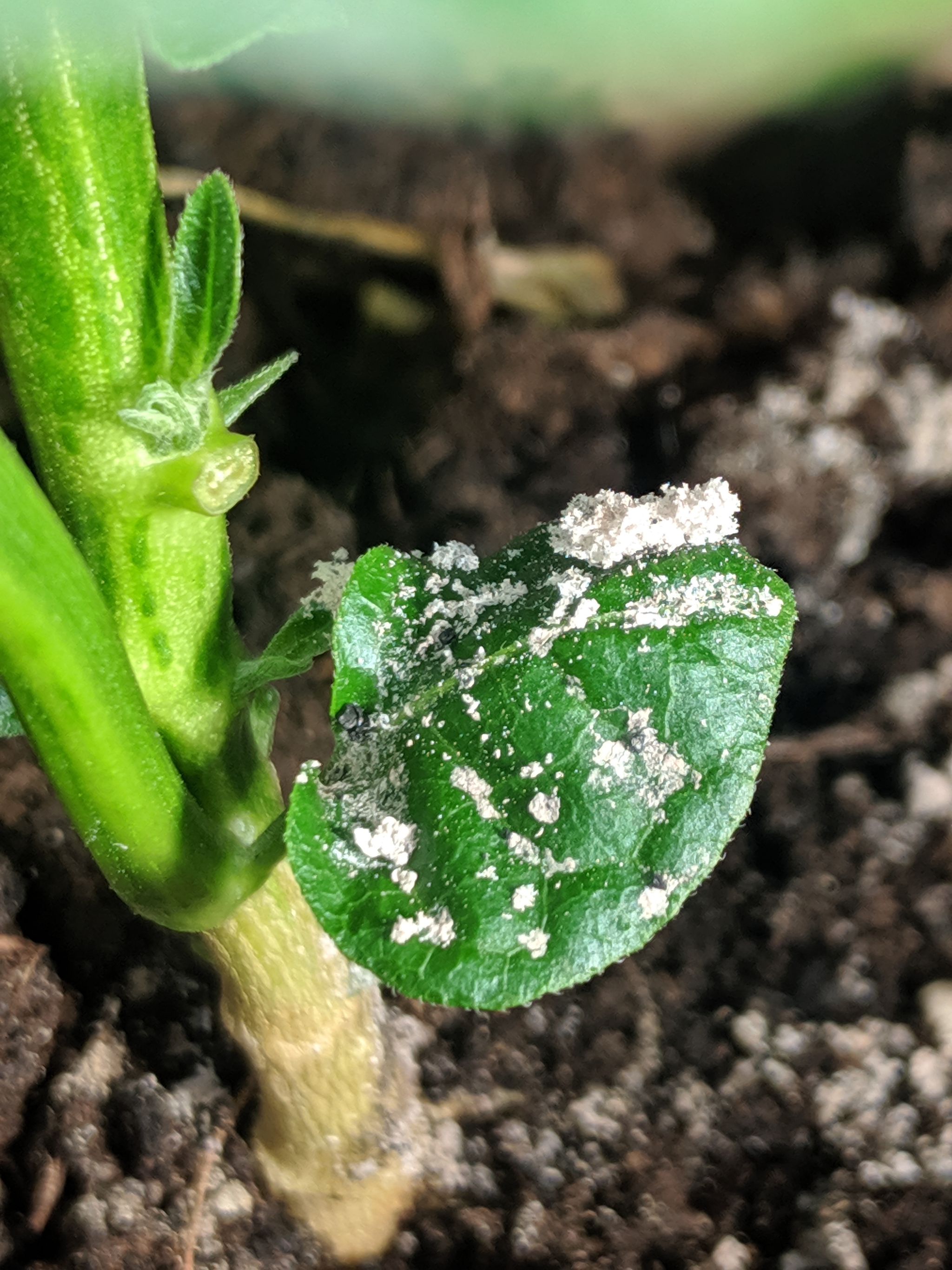 Help identify plant disease[Fixed] - My, Hot peppers, Houseplants, Longpost, Need advice