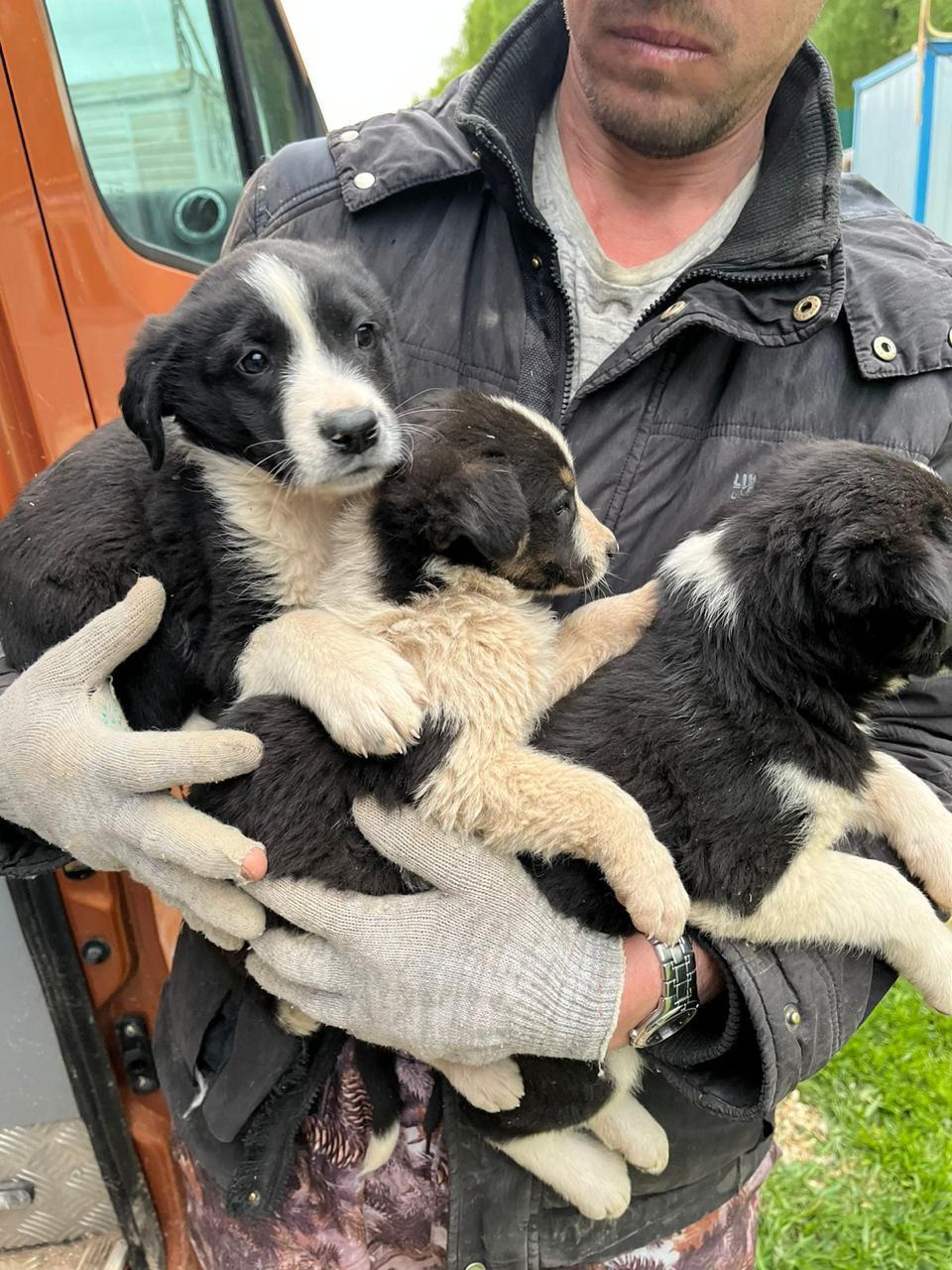 SOS! - My, The rescue, Animal Rescue, Help, In good hands, Shelter, Animal shelter, Homeless animals, Dog, The strength of the Peekaboo, Puppies, Milota, No rating, Longpost, Moscow