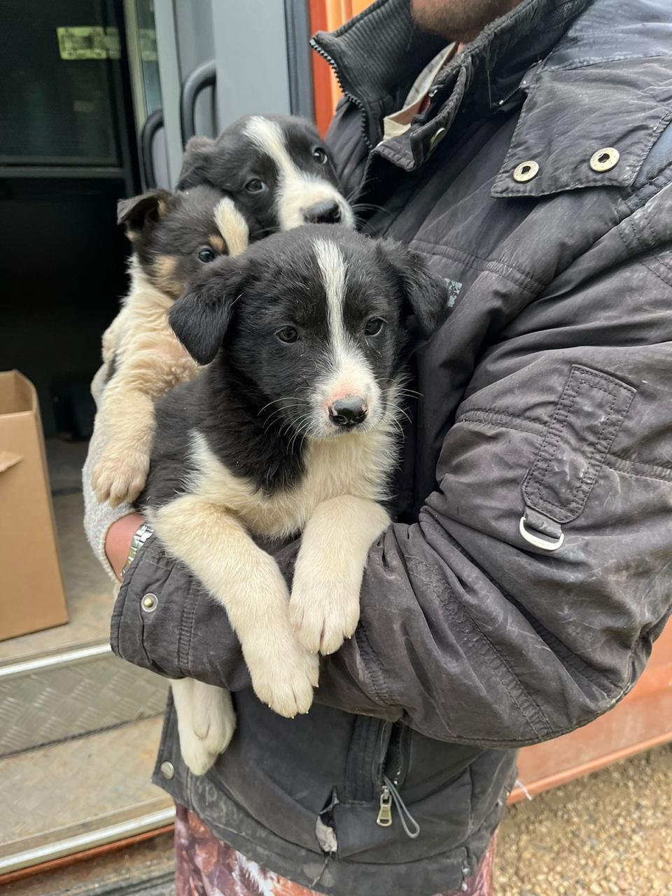 SOS! - My, The rescue, Animal Rescue, Help, In good hands, Shelter, Animal shelter, Homeless animals, Dog, The strength of the Peekaboo, Puppies, Milota, No rating, Longpost, Moscow