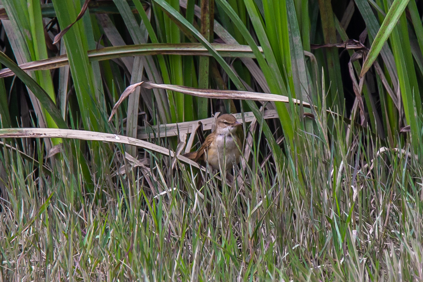 Walks in Sochi. - My, Ornithology, Birds, Photo hunting, The park, Sochi, Adler, Sirius, Heron, Wagtail, Chisel, Zhulan Sorokoput, Oatmeal, Kwakwa, Longpost