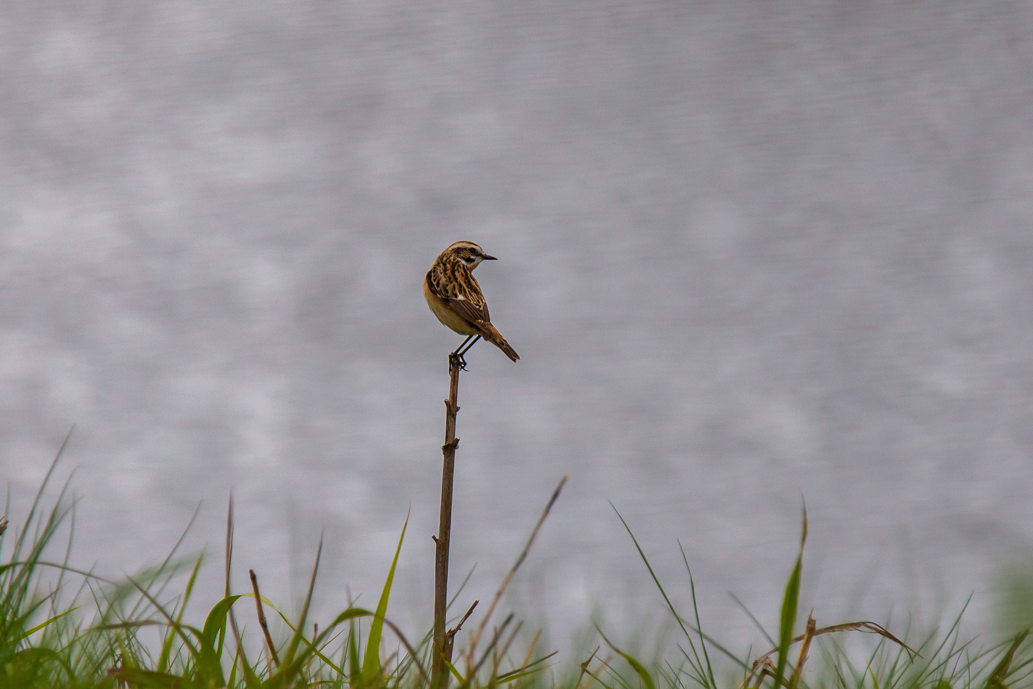 Walks in Sochi. - My, Ornithology, Birds, Photo hunting, The park, Sochi, Adler, Sirius, Heron, Wagtail, Chisel, Zhulan Sorokoput, Oatmeal, Kwakwa, Longpost