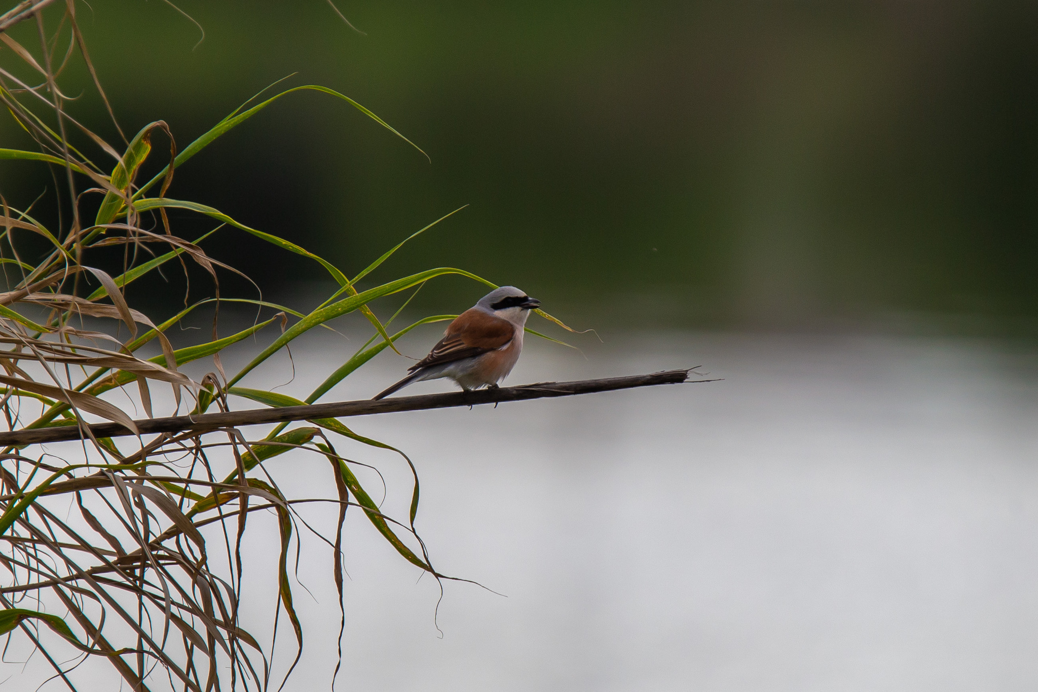 Walks in Sochi. - My, Ornithology, Birds, Photo hunting, The park, Sochi, Adler, Sirius, Heron, Wagtail, Chisel, Zhulan Sorokoput, Oatmeal, Kwakwa, Longpost