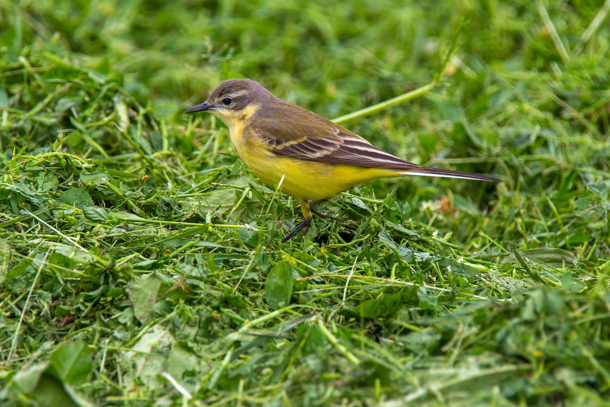 Walks in Sochi. - My, Ornithology, Birds, Photo hunting, The park, Sochi, Adler, Sirius, Heron, Wagtail, Chisel, Zhulan Sorokoput, Oatmeal, Kwakwa, Longpost