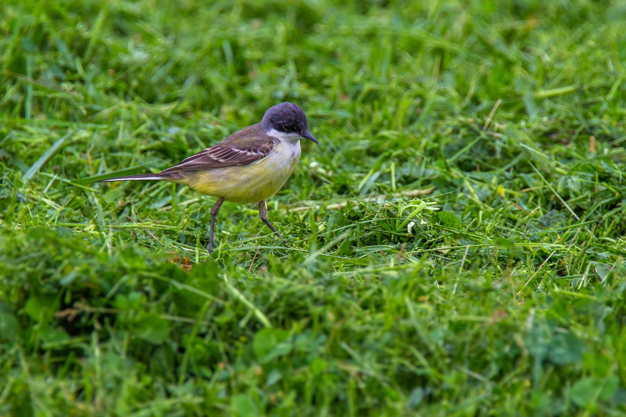 Walks in Sochi. - My, Ornithology, Birds, Photo hunting, The park, Sochi, Adler, Sirius, Heron, Wagtail, Chisel, Zhulan Sorokoput, Oatmeal, Kwakwa, Longpost