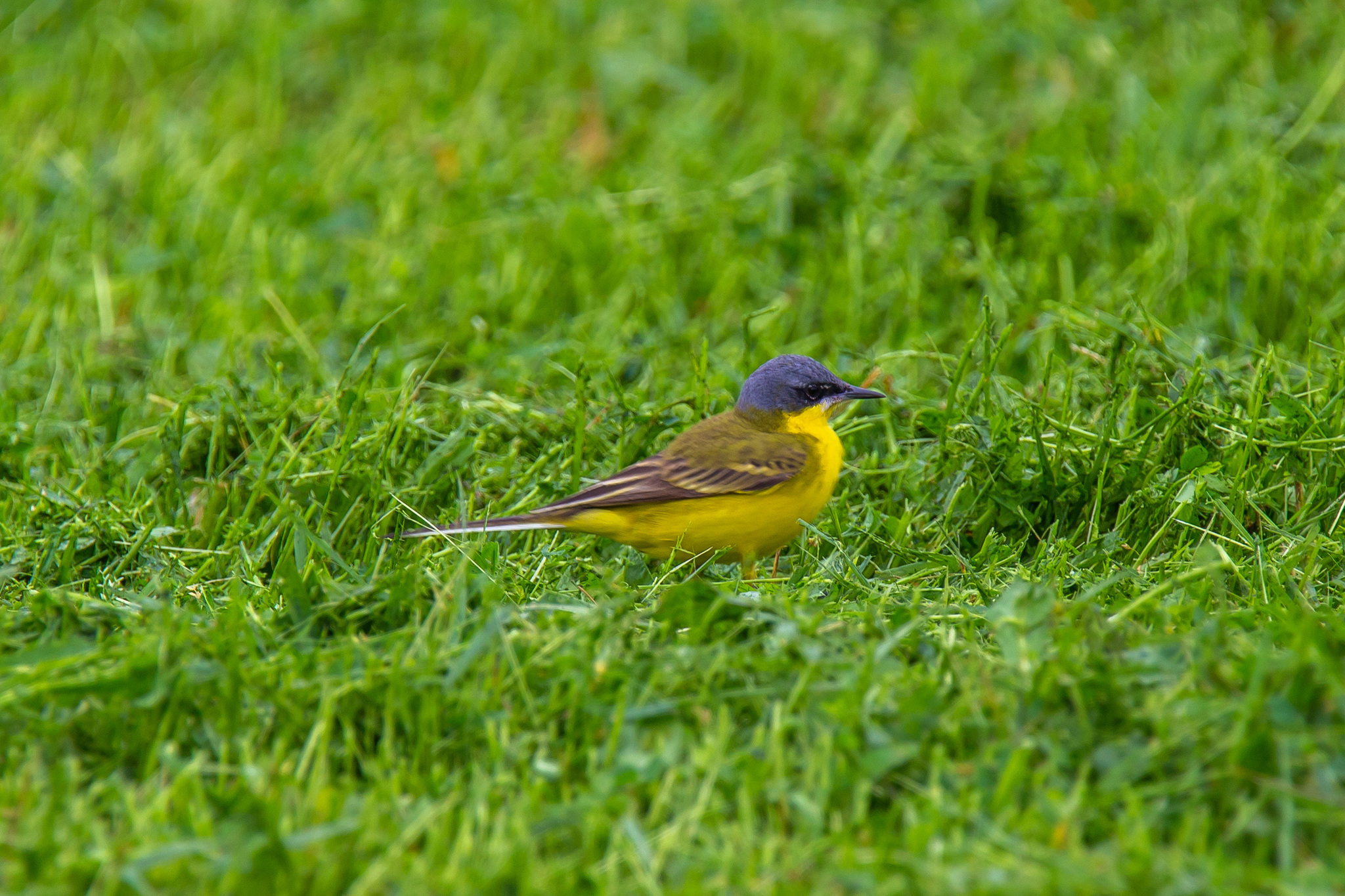 Walks in Sochi. - My, Ornithology, Birds, Photo hunting, The park, Sochi, Adler, Sirius, Heron, Wagtail, Chisel, Zhulan Sorokoput, Oatmeal, Kwakwa, Longpost