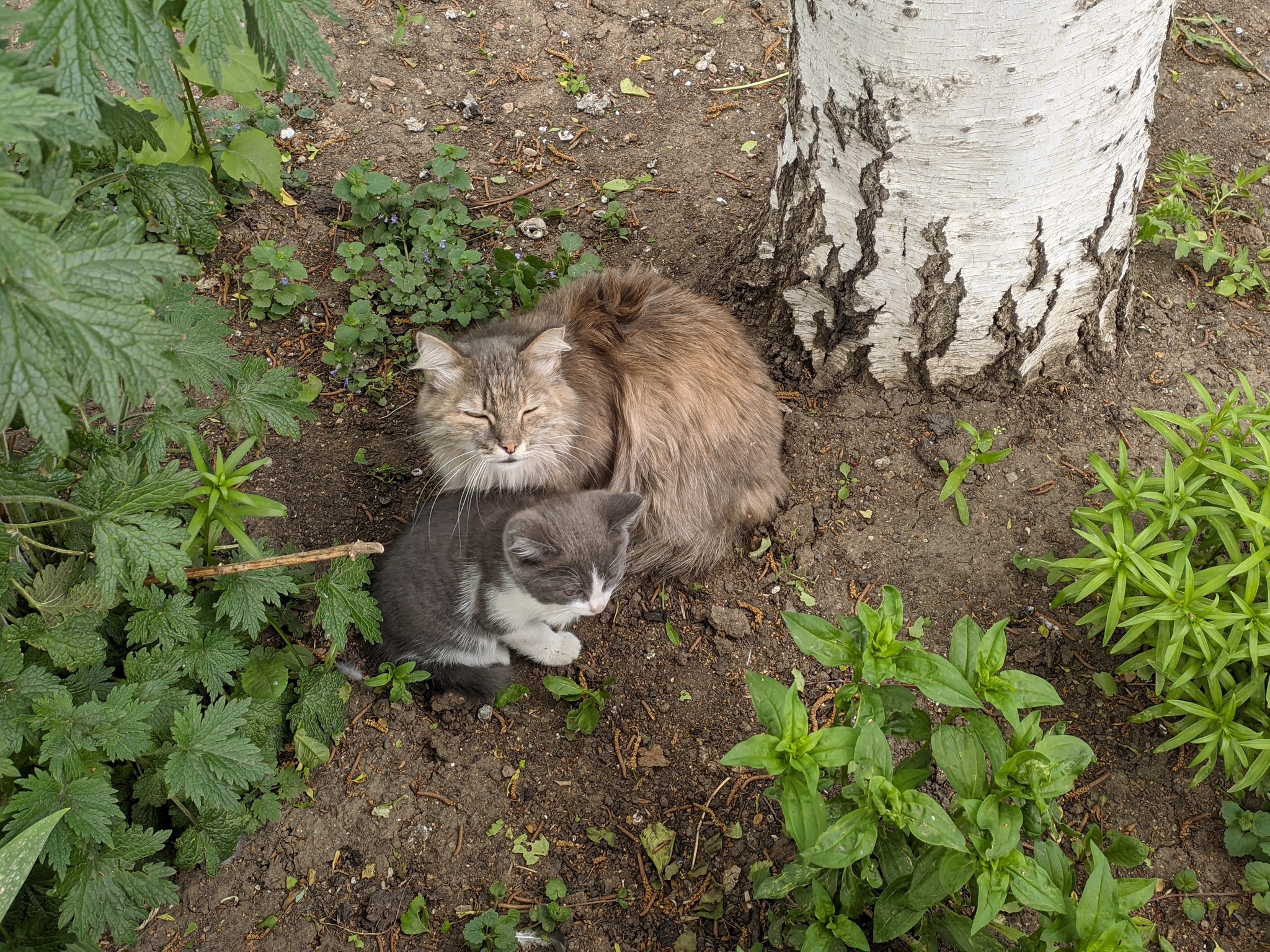 cat house - cat, Kazakhstan, Mobile photography, Pet house, Longpost